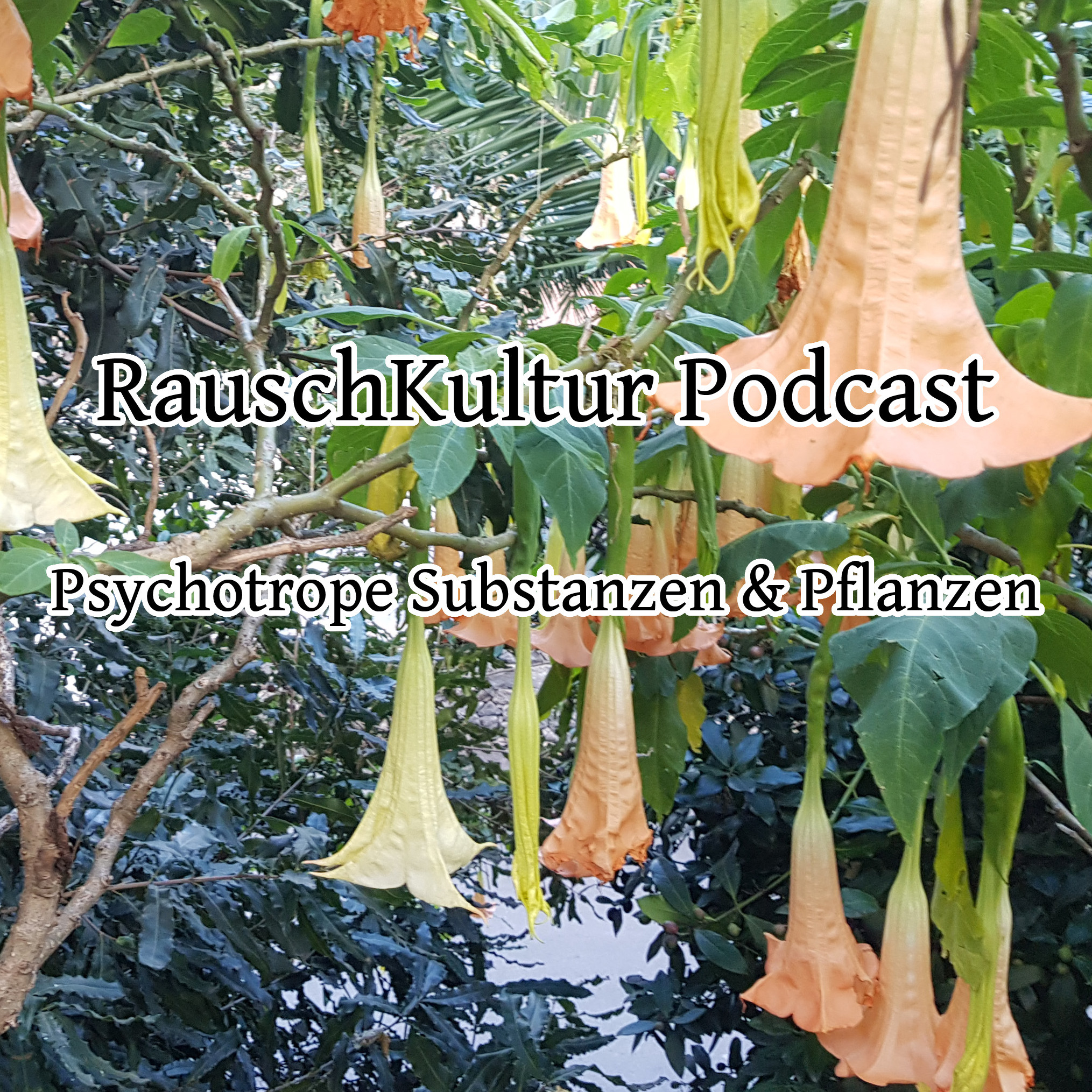 RauschKultur – Der Podcast zu Drogen & psychoaktiver Kultur