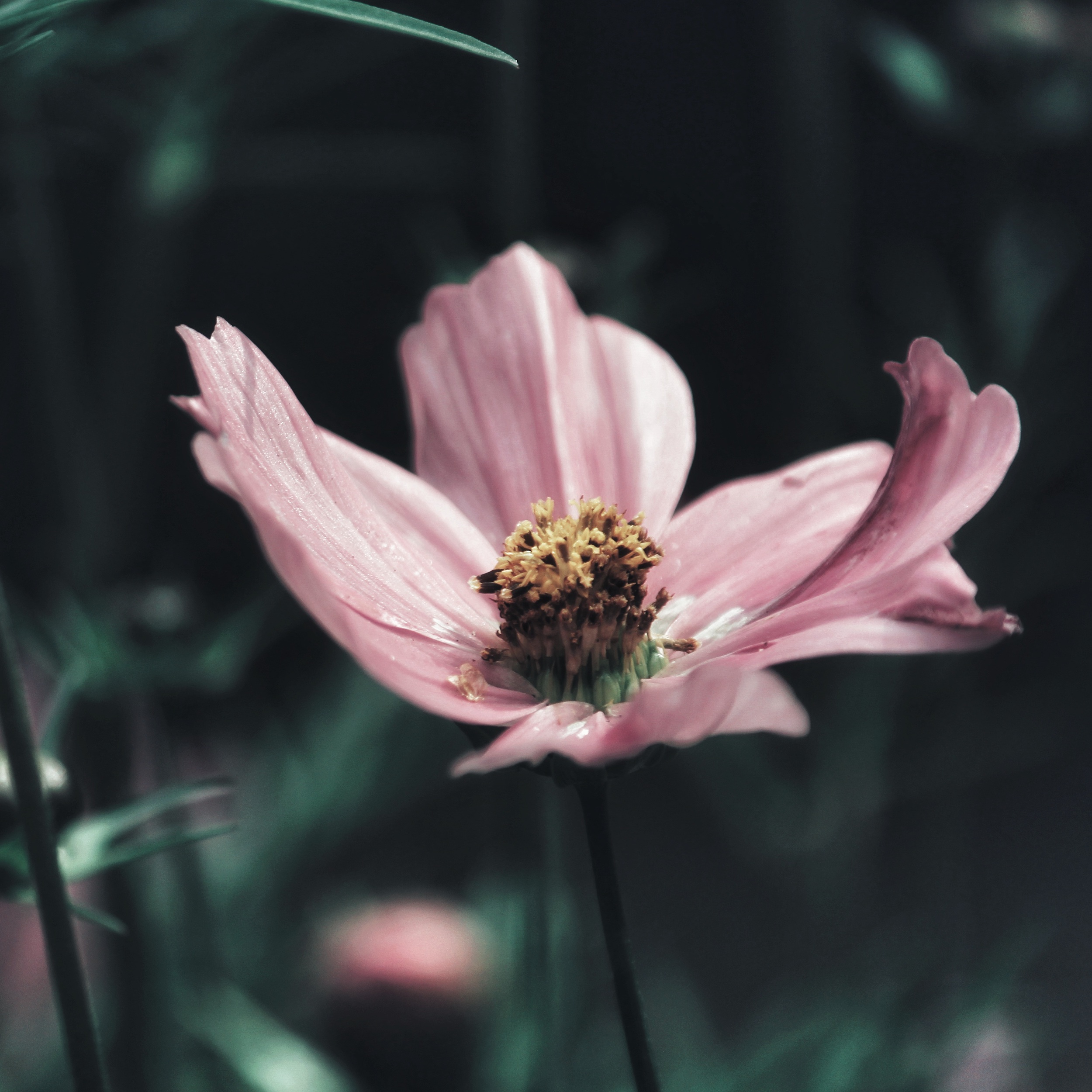 Being a Rolemodel – wie es ist, eine 6te Linie zu sein episode artwork