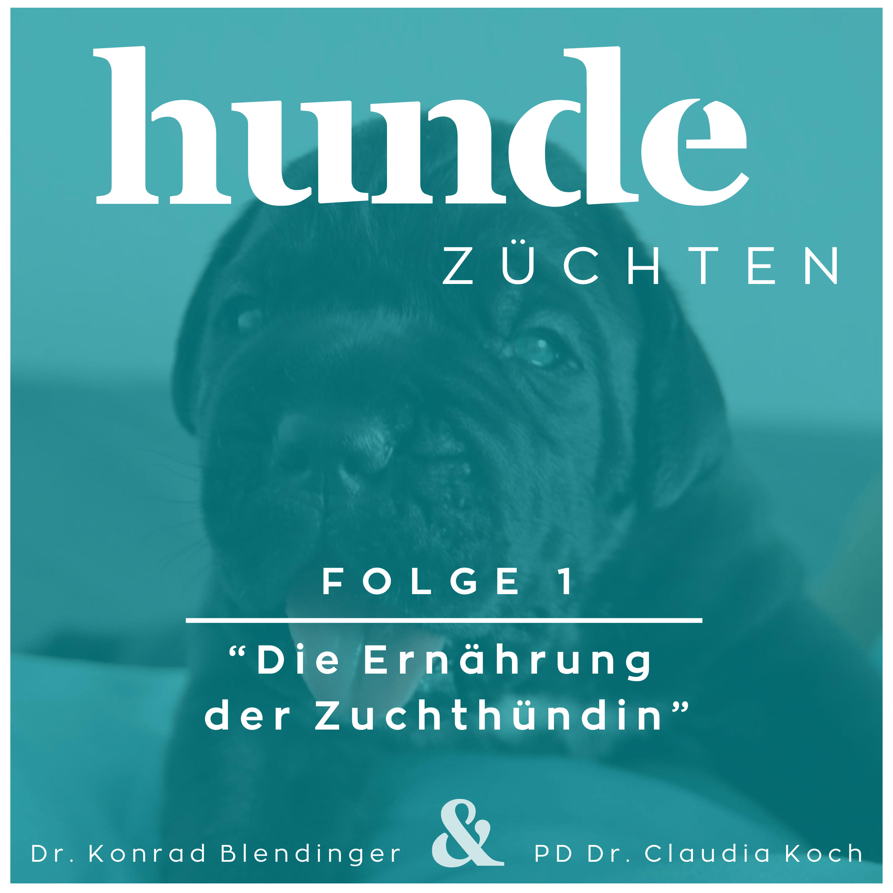 #1 - Die Ernährung der Zuchthündin episode artwork
