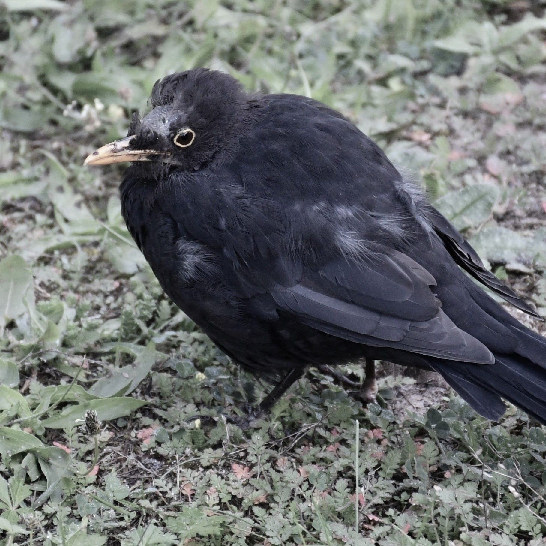 Amsel Blackbird episode artwork
