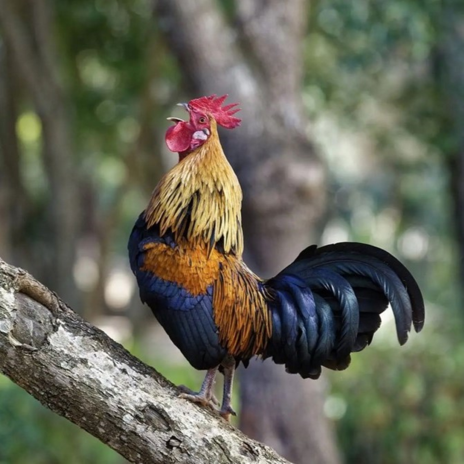 Bankivahuhn - Gallus gallus episode artwork