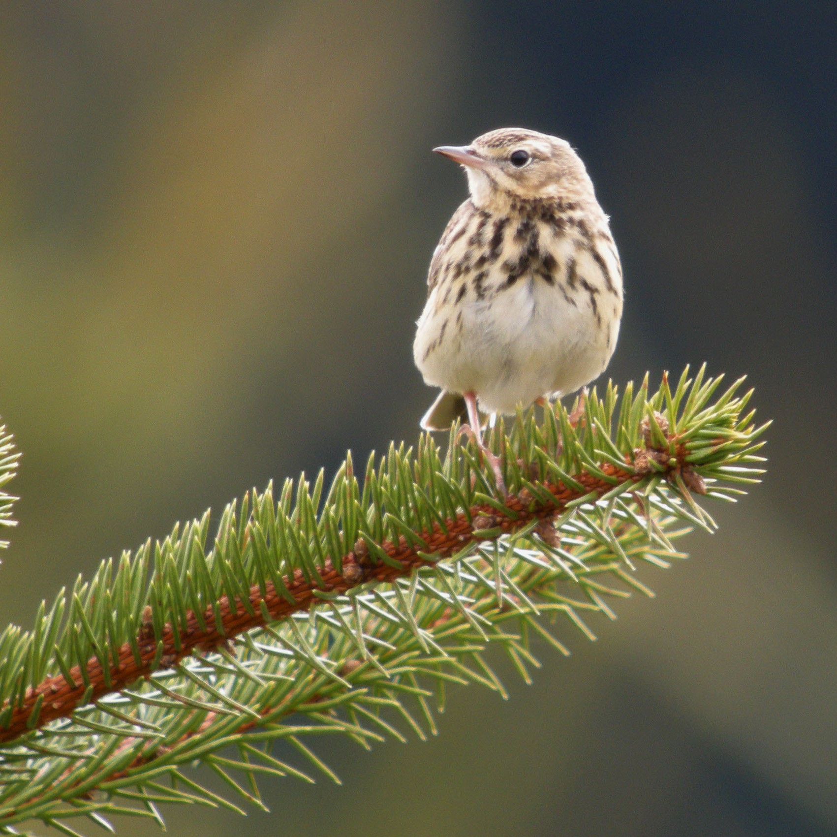 Baumpieper - Anthus trivialis episode artwork