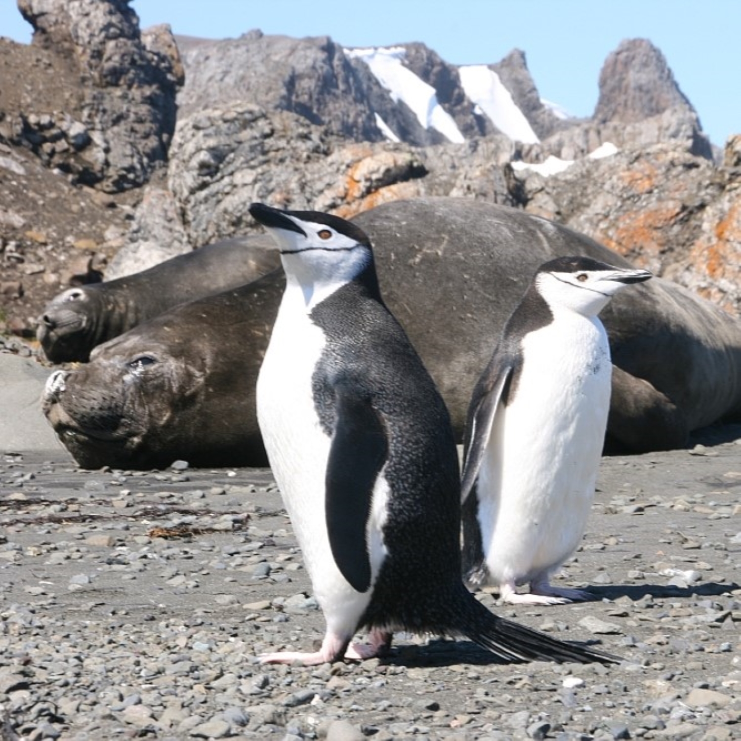 Zügelpinguin episode artwork