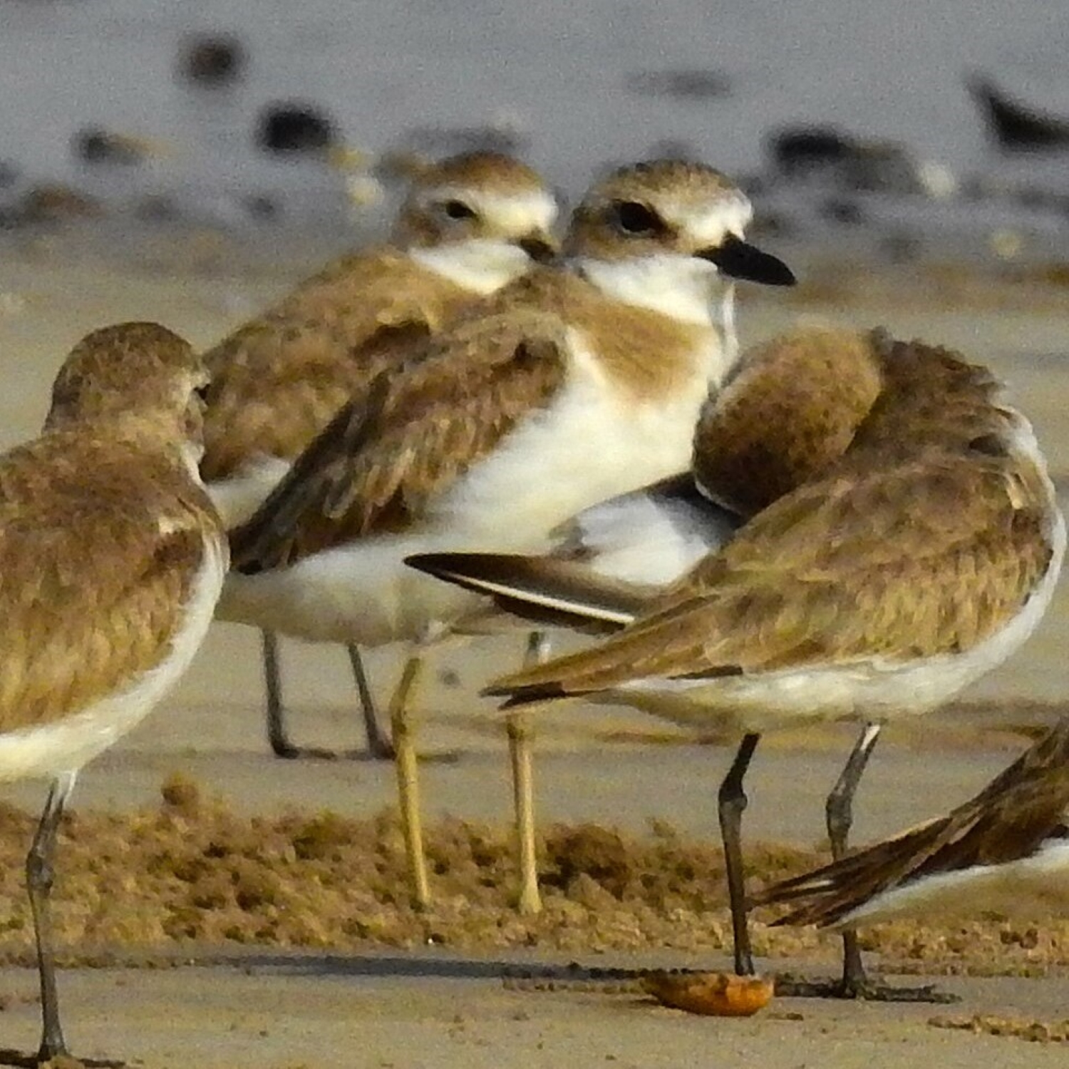 Wüstenregenpfeifer - greater Sandplover episode artwork