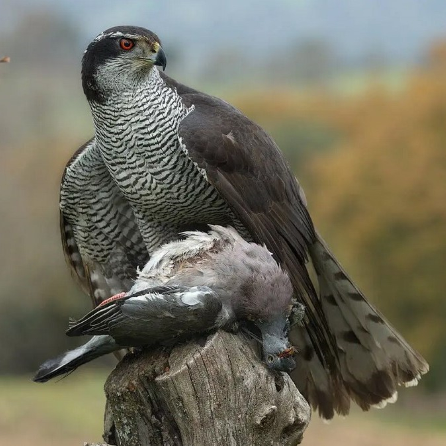 Habicht - Goshawk in Berlin episode artwork