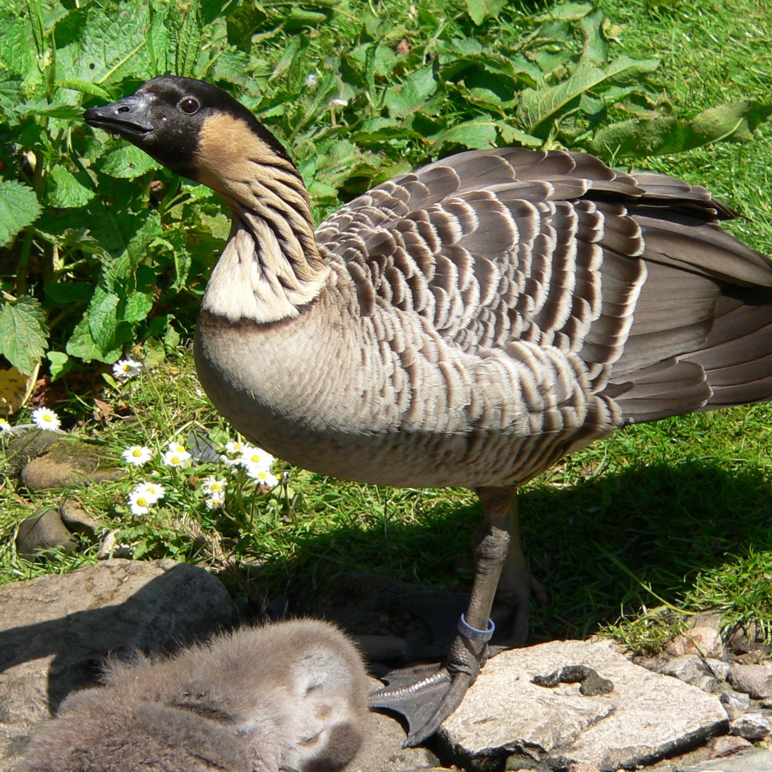 Hawaiigans - Branta sandvicensis episode artwork