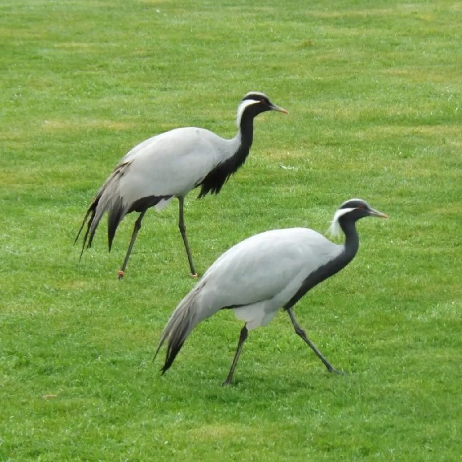 Jungfernkranich - Demoiselle crane episode artwork