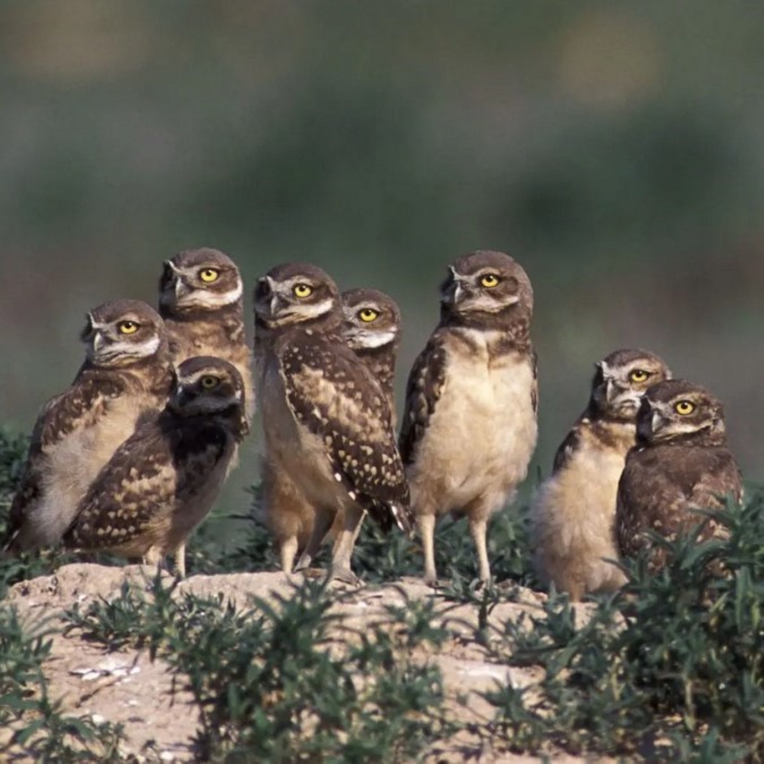 Kaninchenkauz - burrowing owl episode artwork