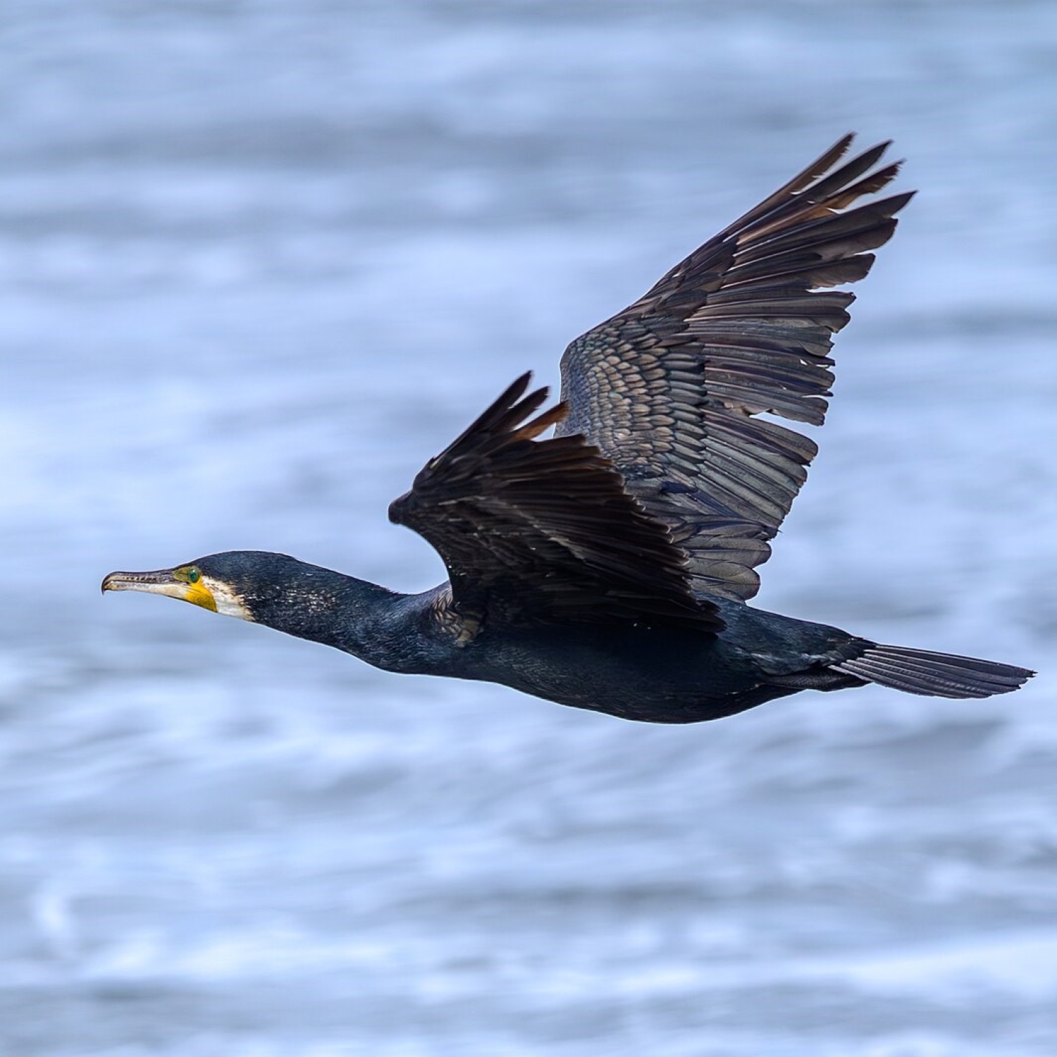 Kormoran episode artwork
