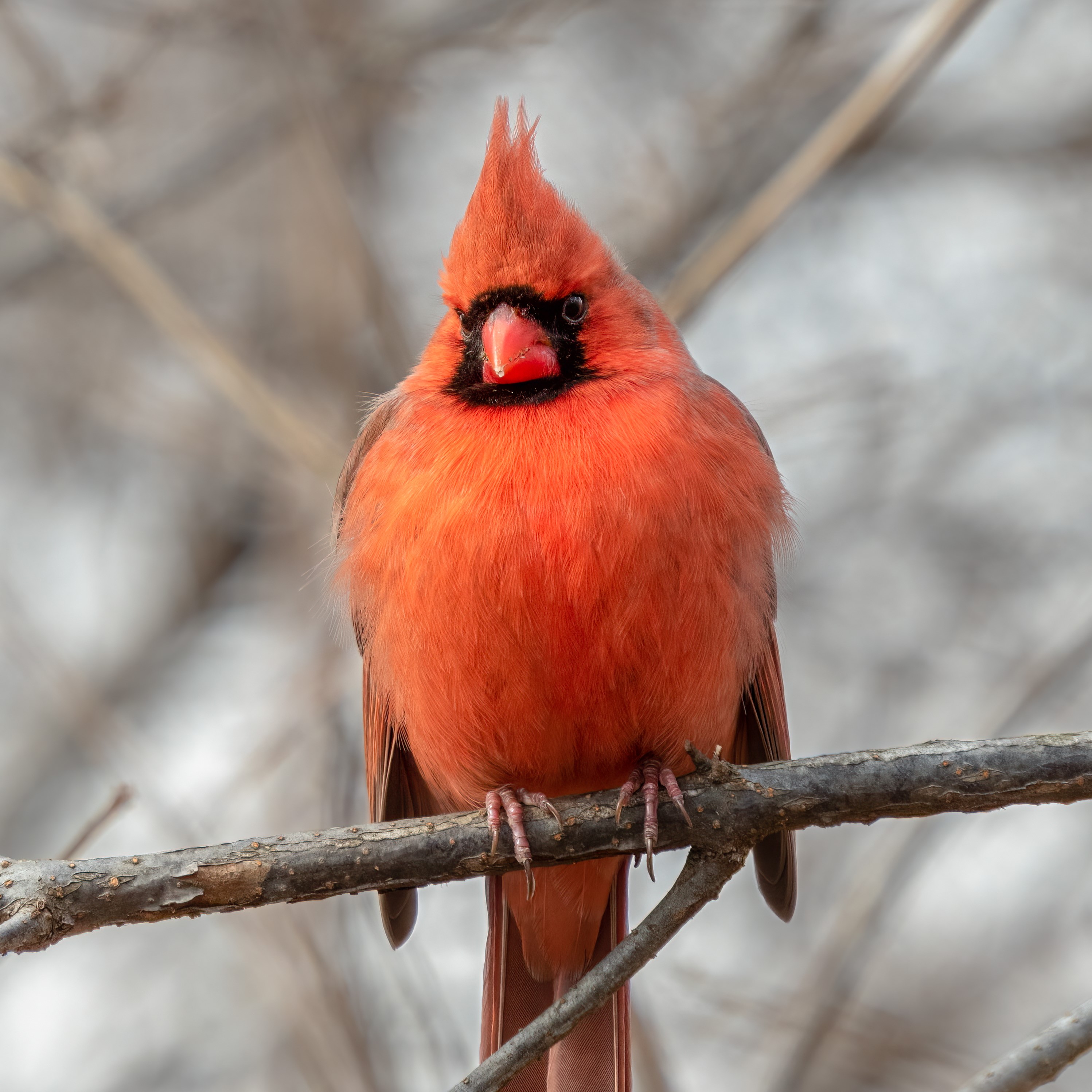 der Rote Kardinal - northern red cardinal episode artwork