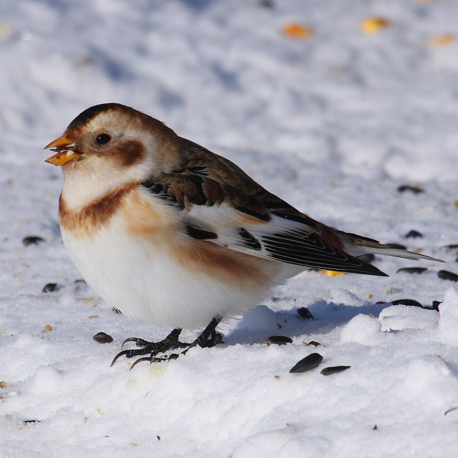 Schneeammer - snow bunting episode artwork