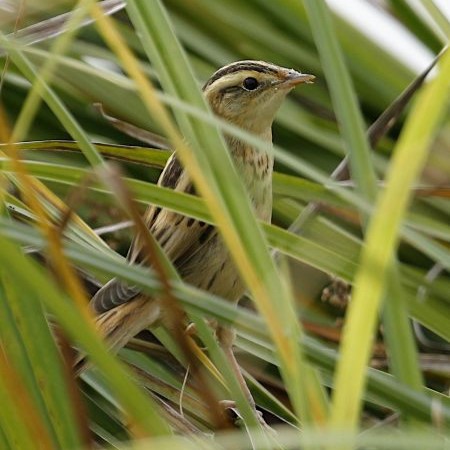 Seggenrohrsämger - aquatic warbler episode artwork