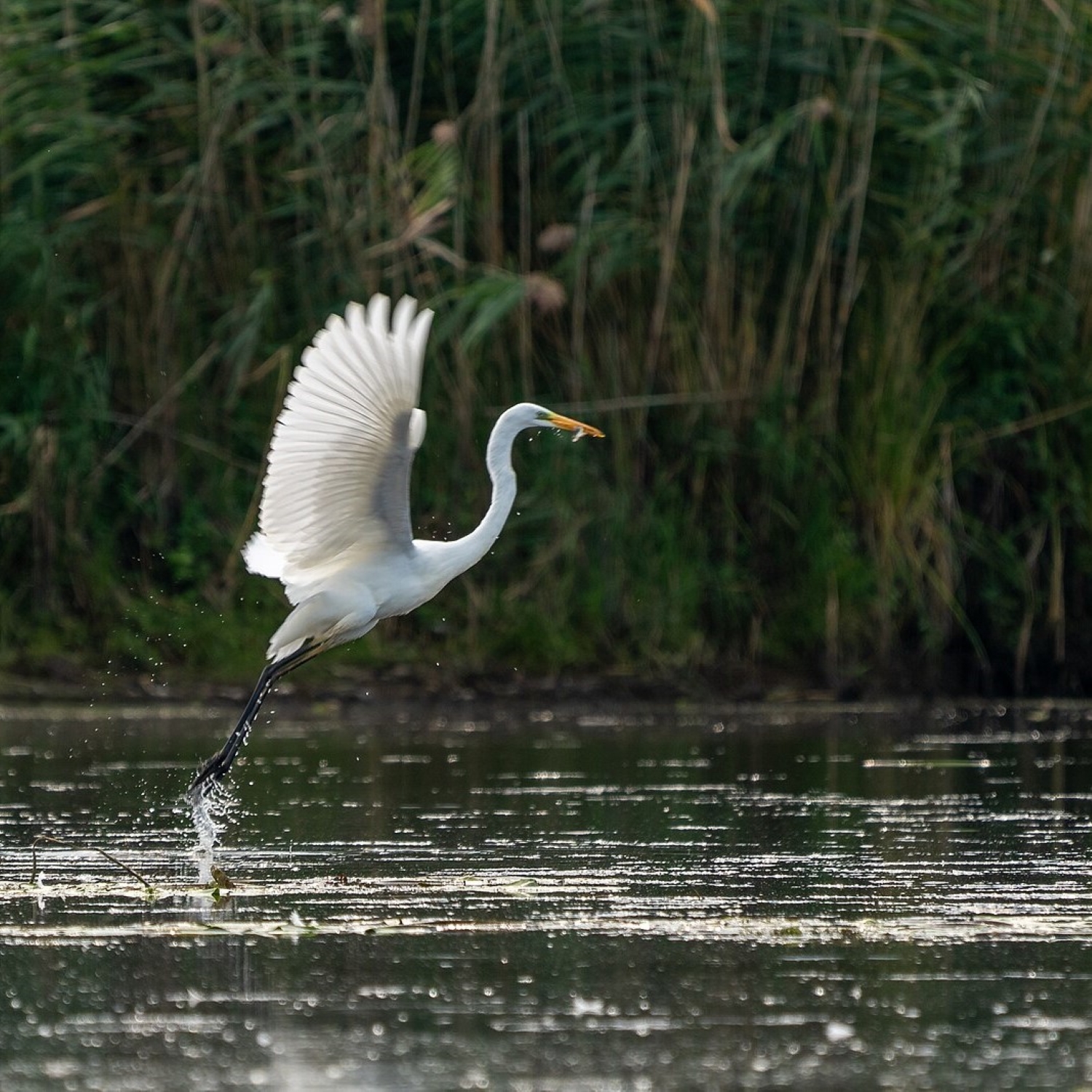 Silberreiher - Ardea Alba episode artwork