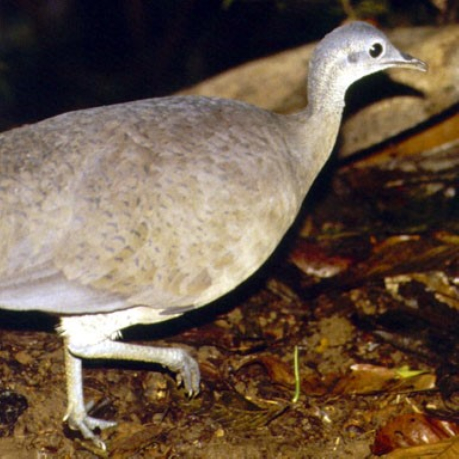 Großtinamu oder Great Tinamou episode artwork