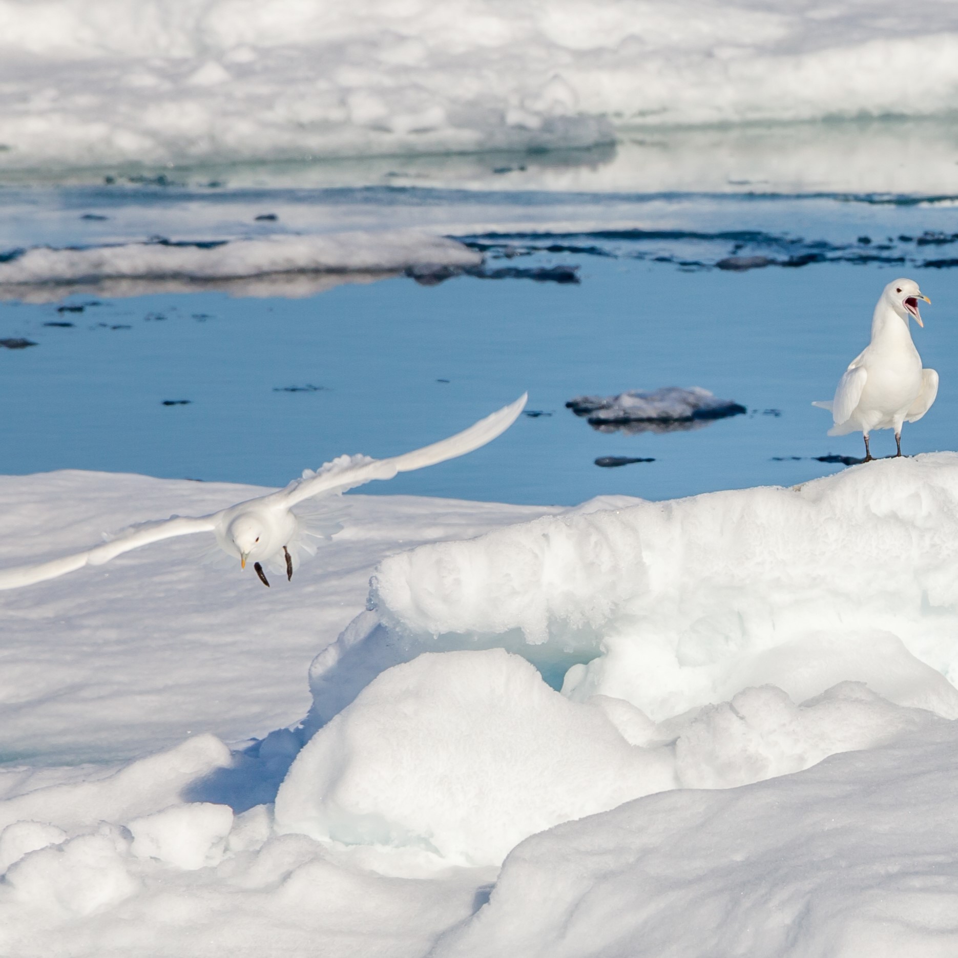 Elfenbeinmöwe - Ivory Gull episode artwork