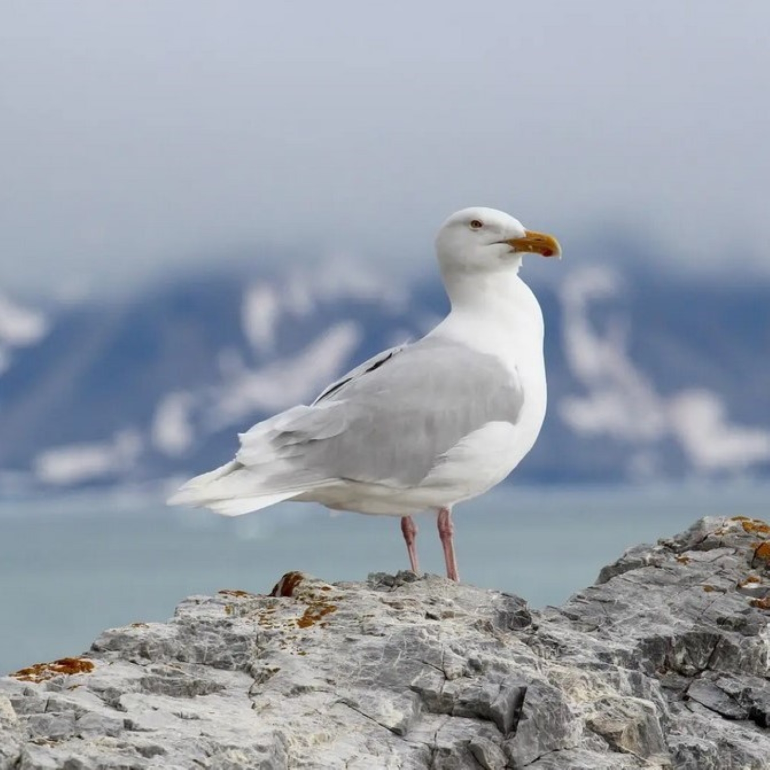 Eismöwe - Glaucous Gull episode artwork