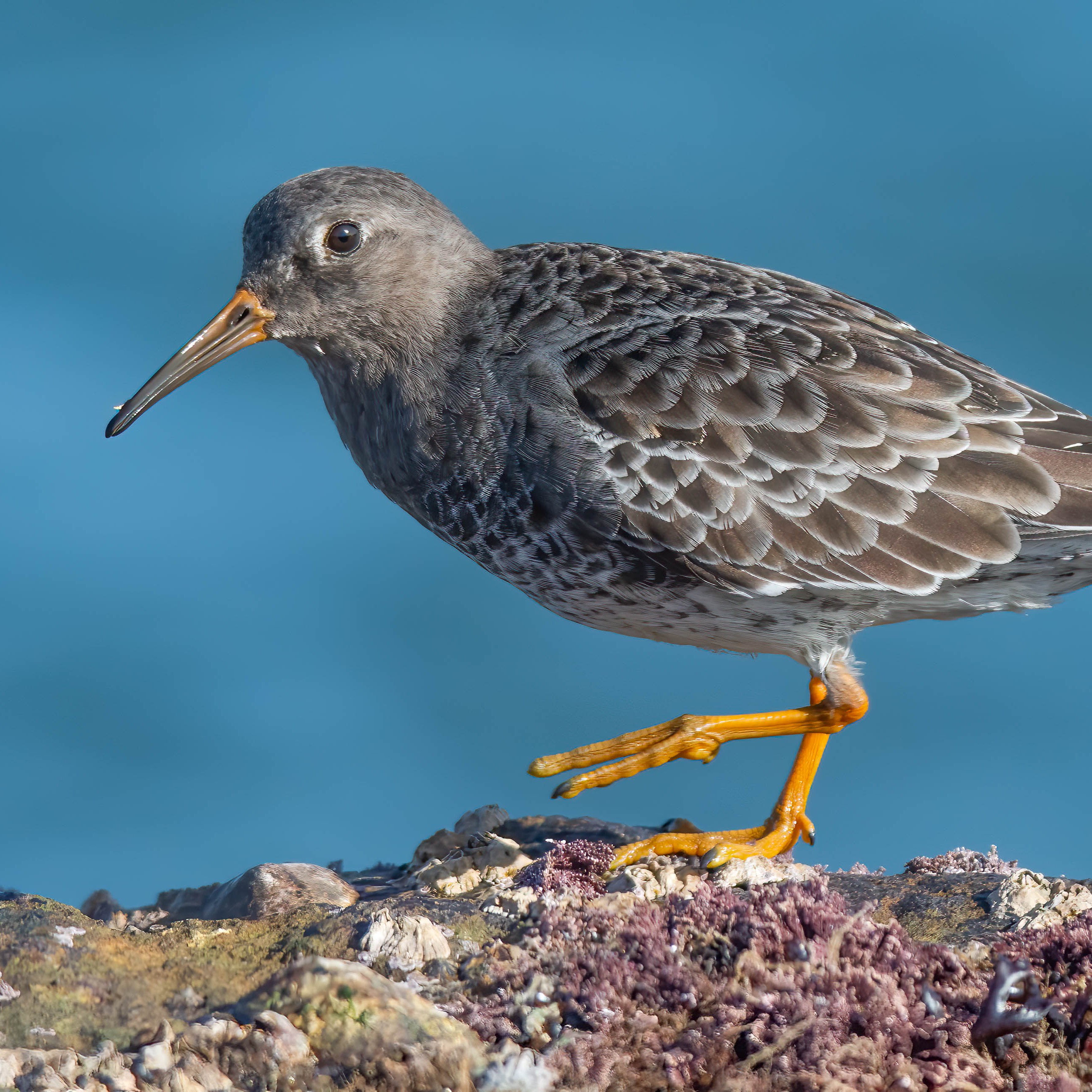 Meerstrandläufer episode artwork