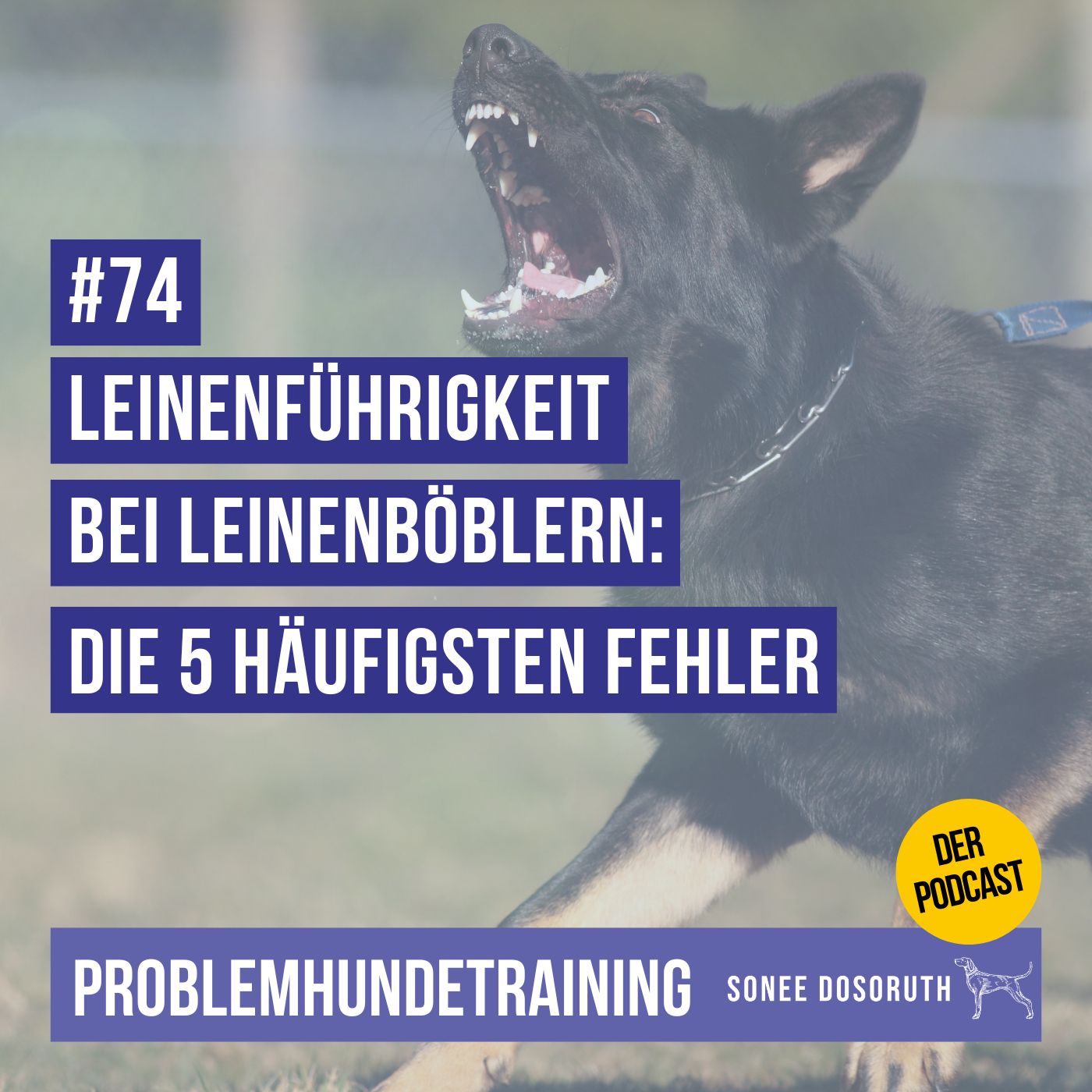 Leinenführigkeit bei Leinenpöblern: die 5 häufigsten Fehler