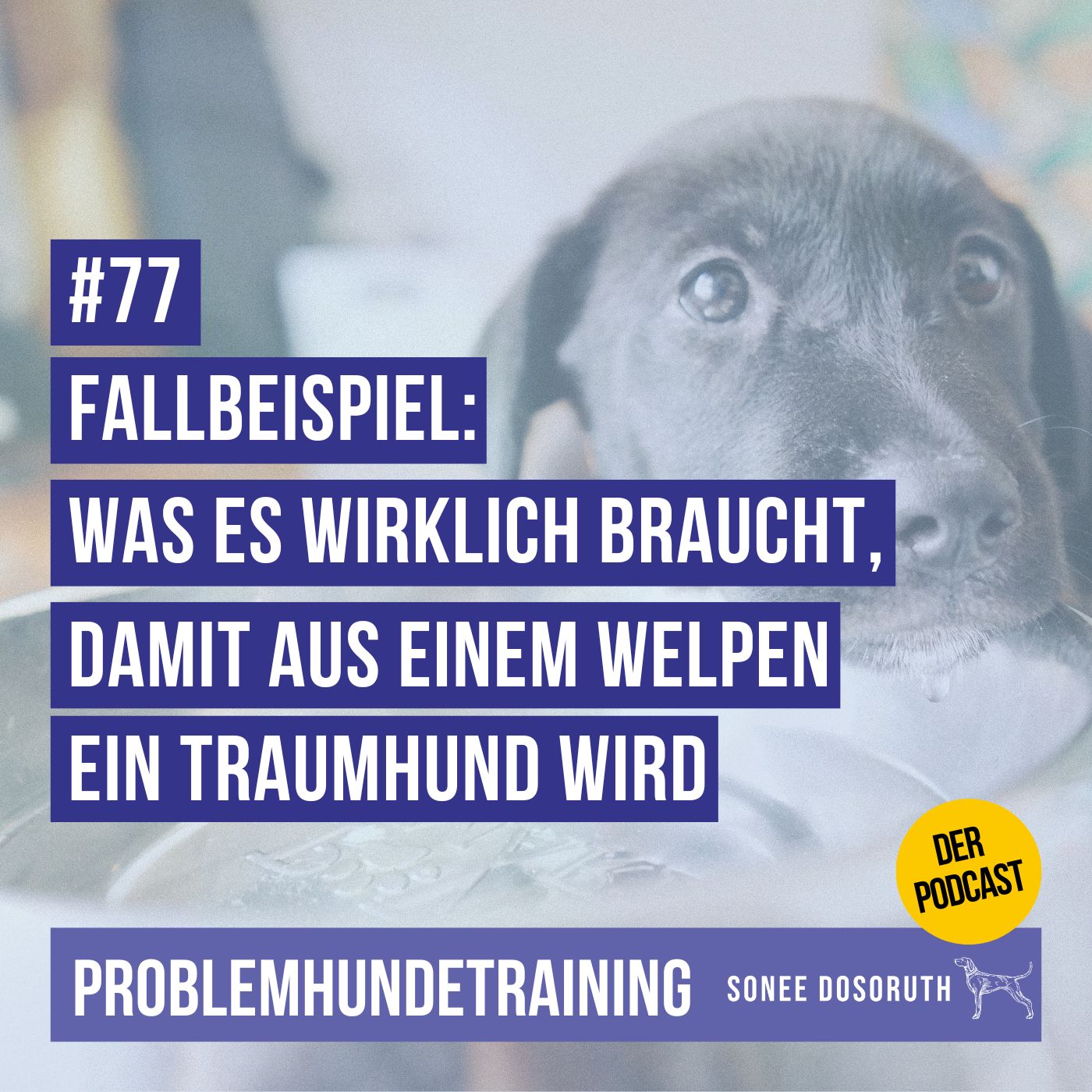 Fallbeispiel: Was es wirklich braucht, damit aus einem Welpen ein Traumhund wird
