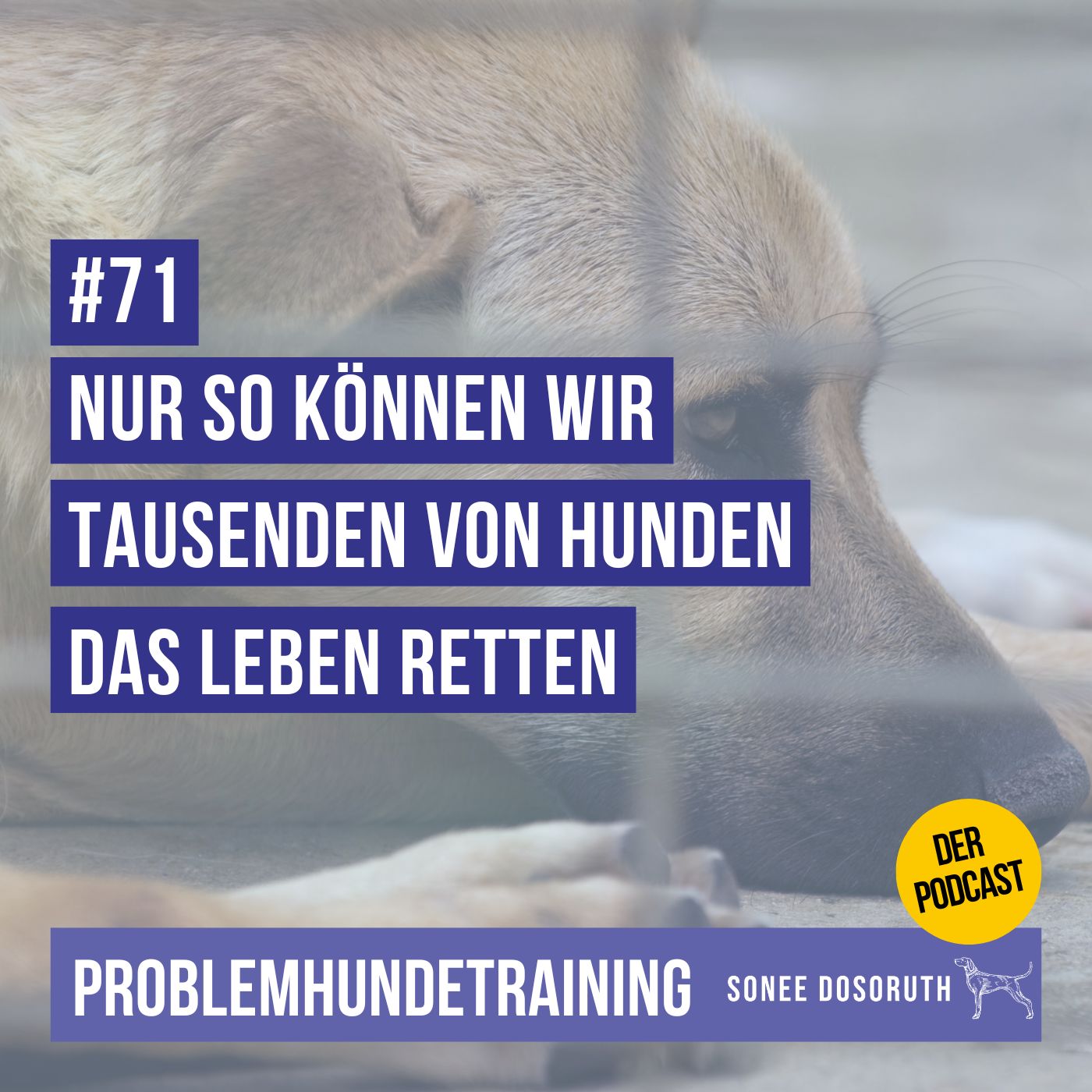 Nur so können wir tausenden von Hunden das Leben retten