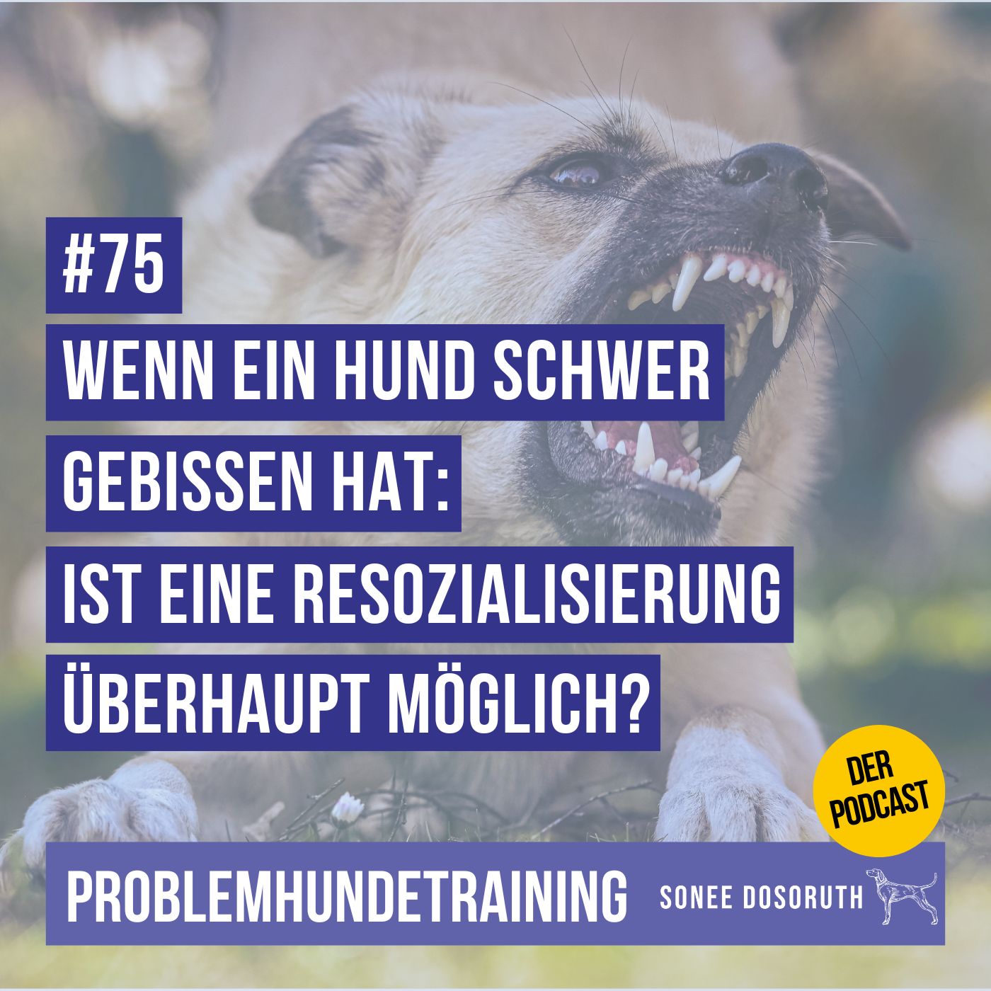 Wenn ein Hund schwer gebissen hat: Ist eine Resozialisierung überhaupt möglich?