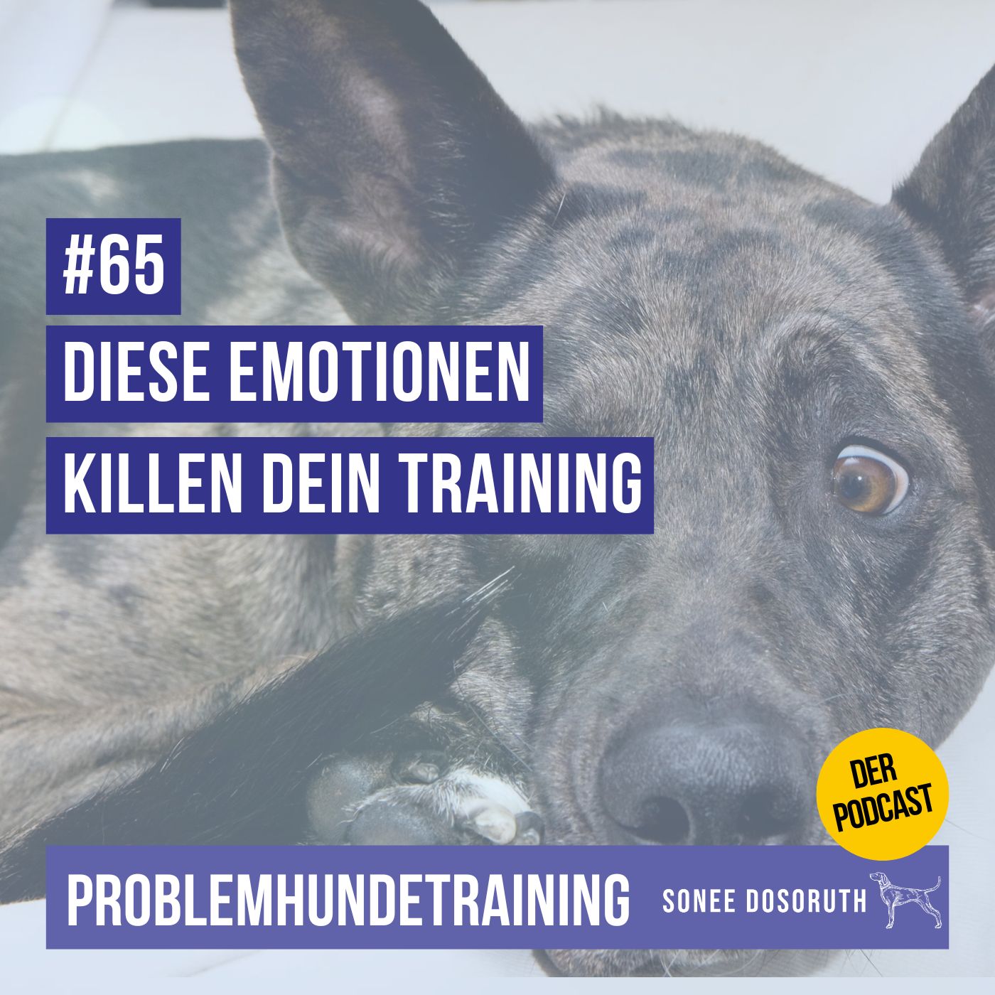 Diese Emotionen killen dein Hundetraining