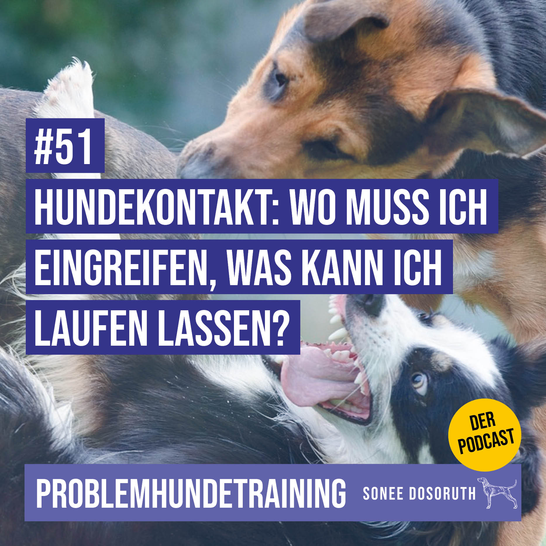 Hundekontakt: Wo muss ich eingreifen, was kann ich laufen lassen?