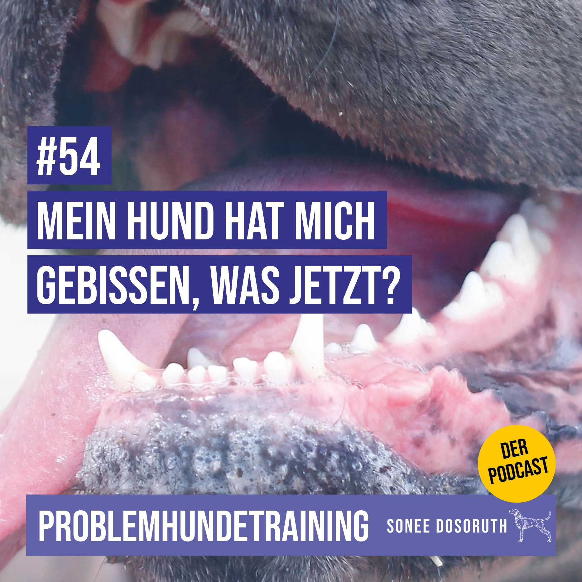 Mein Hund hat mich gebissen, was jetzt?