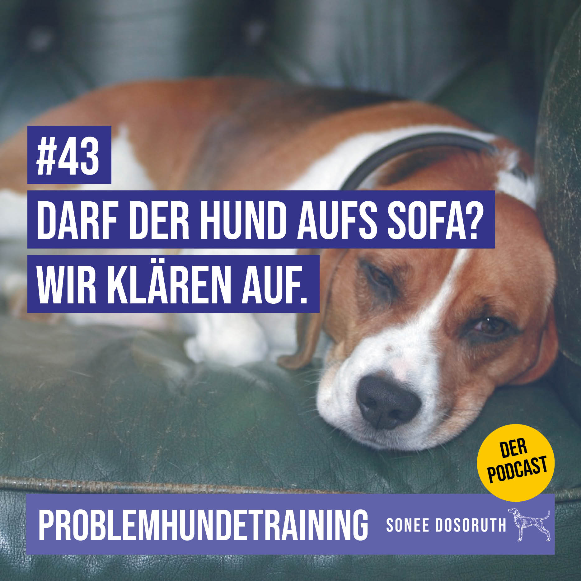 Darf der Hund aufs Sofa? Wir klären auf.
