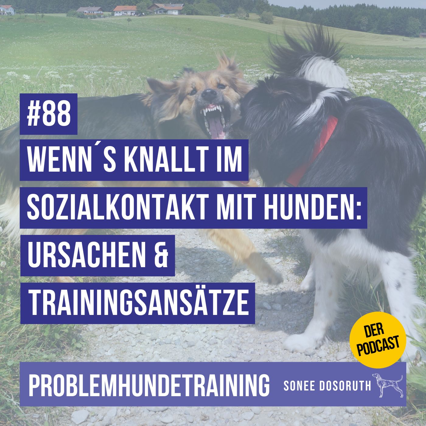 Wenn´s knallt im Sozialkontakt mit Hunden: Ursachen & Trainingsansätze