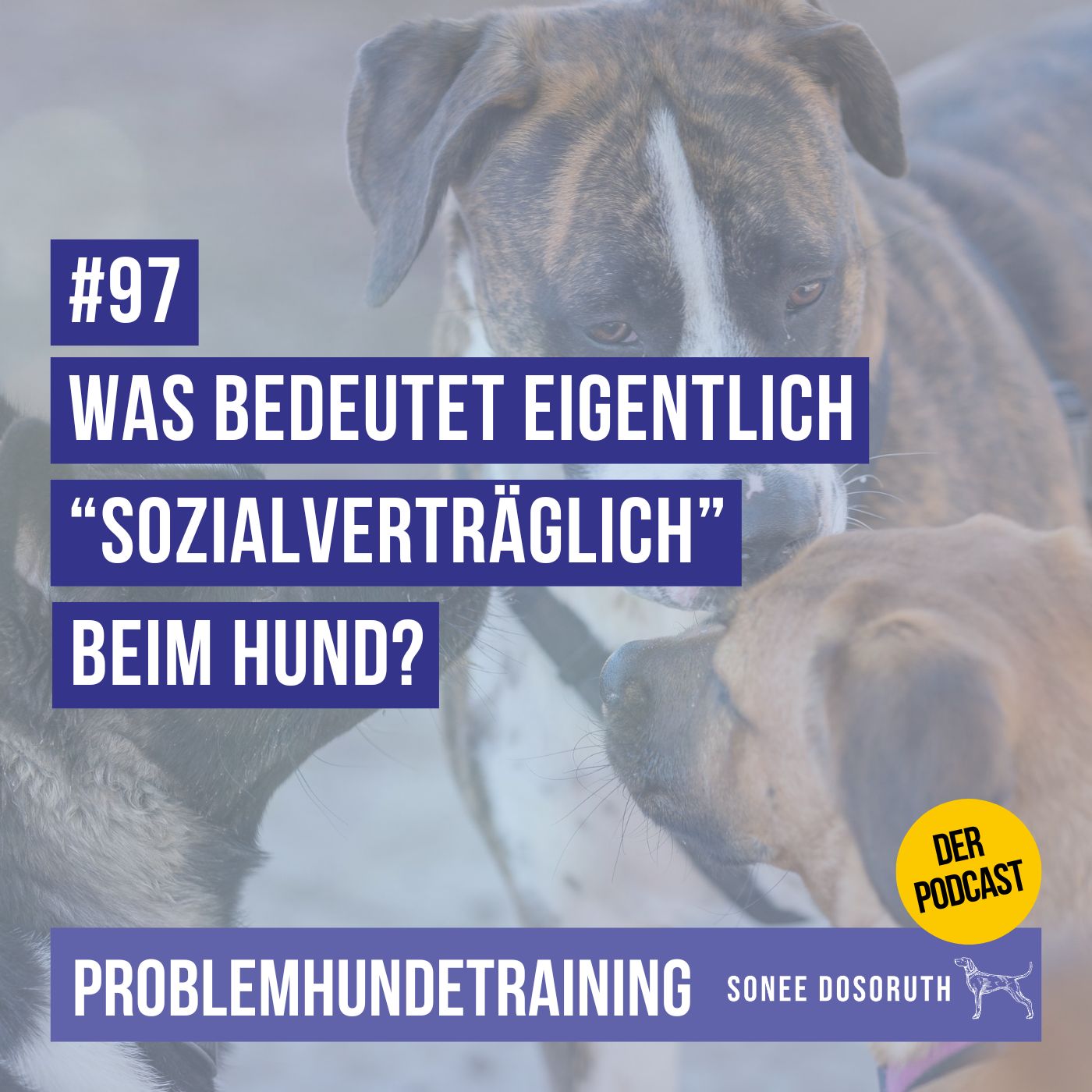 Was bedeutet eigentlich „sozialverträglich“ beim Hund?