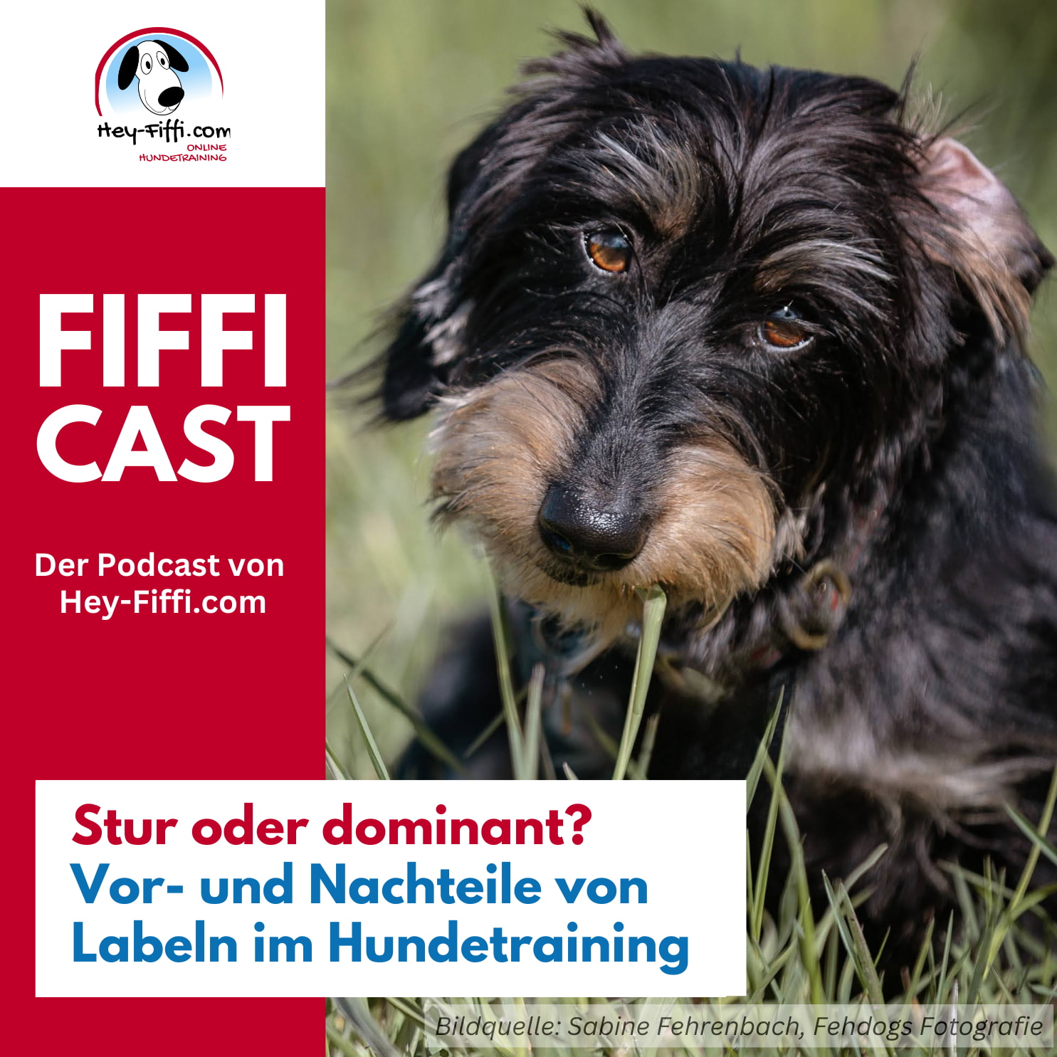 Stur oder dominant? Vor- und Nachteile von Labeln im Hundetraining episode artwork