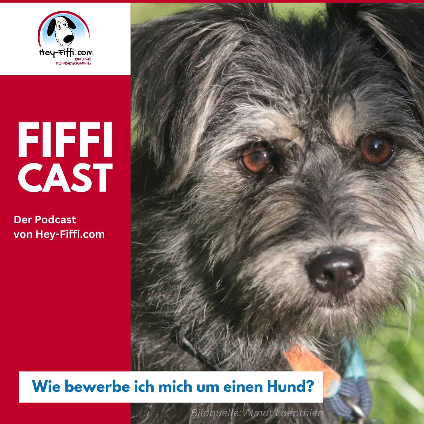 Wie bewerbe ich mich um einen Hund? episode artwork