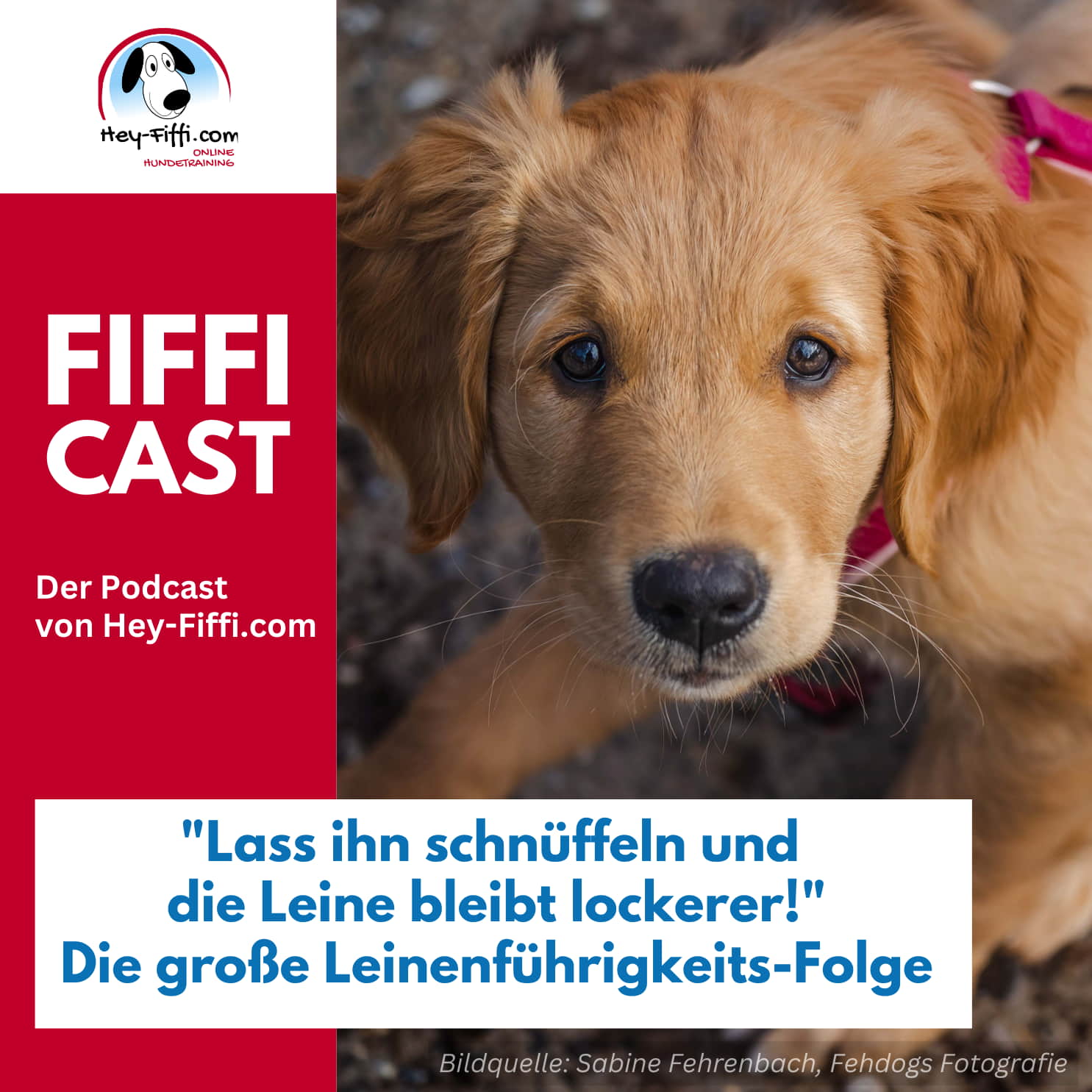 „Lass ihn schnüffeln und die Leine bleibt lockerer!“ – Die große Leinenführigkeits-Folge episode artwork