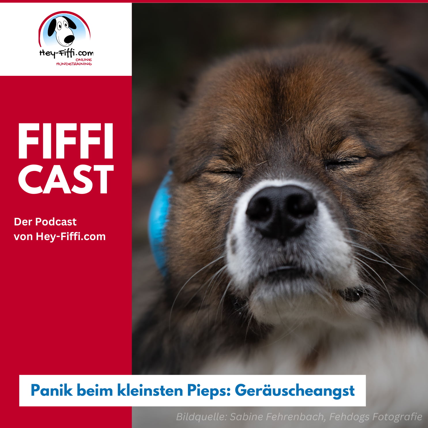 Panik beim kleinsten Pieps: Geräuscheangst episode artwork