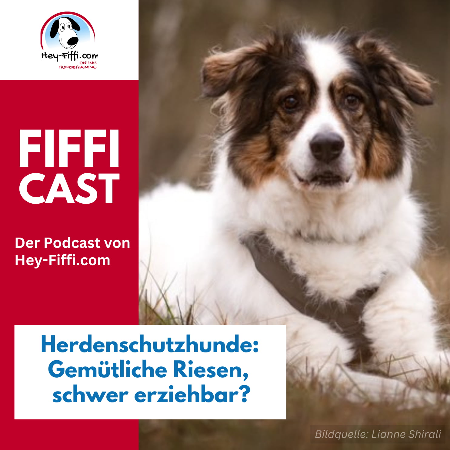 Herdenschutzhunde: Gemütliche Riesen, schwer erziehbar? episode artwork