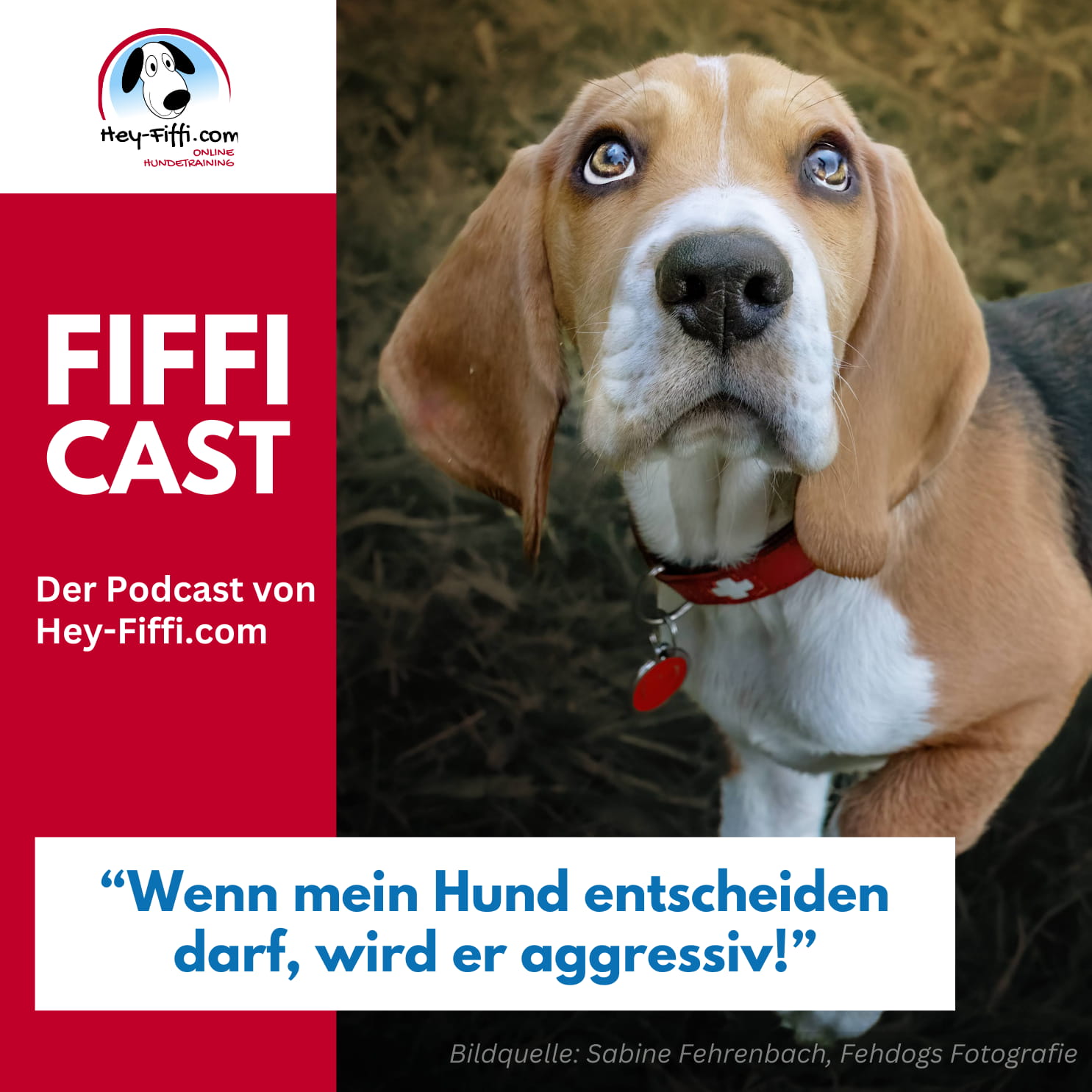 "Wenn mein Hund entscheiden darf, wird er aggressiv!" episode artwork