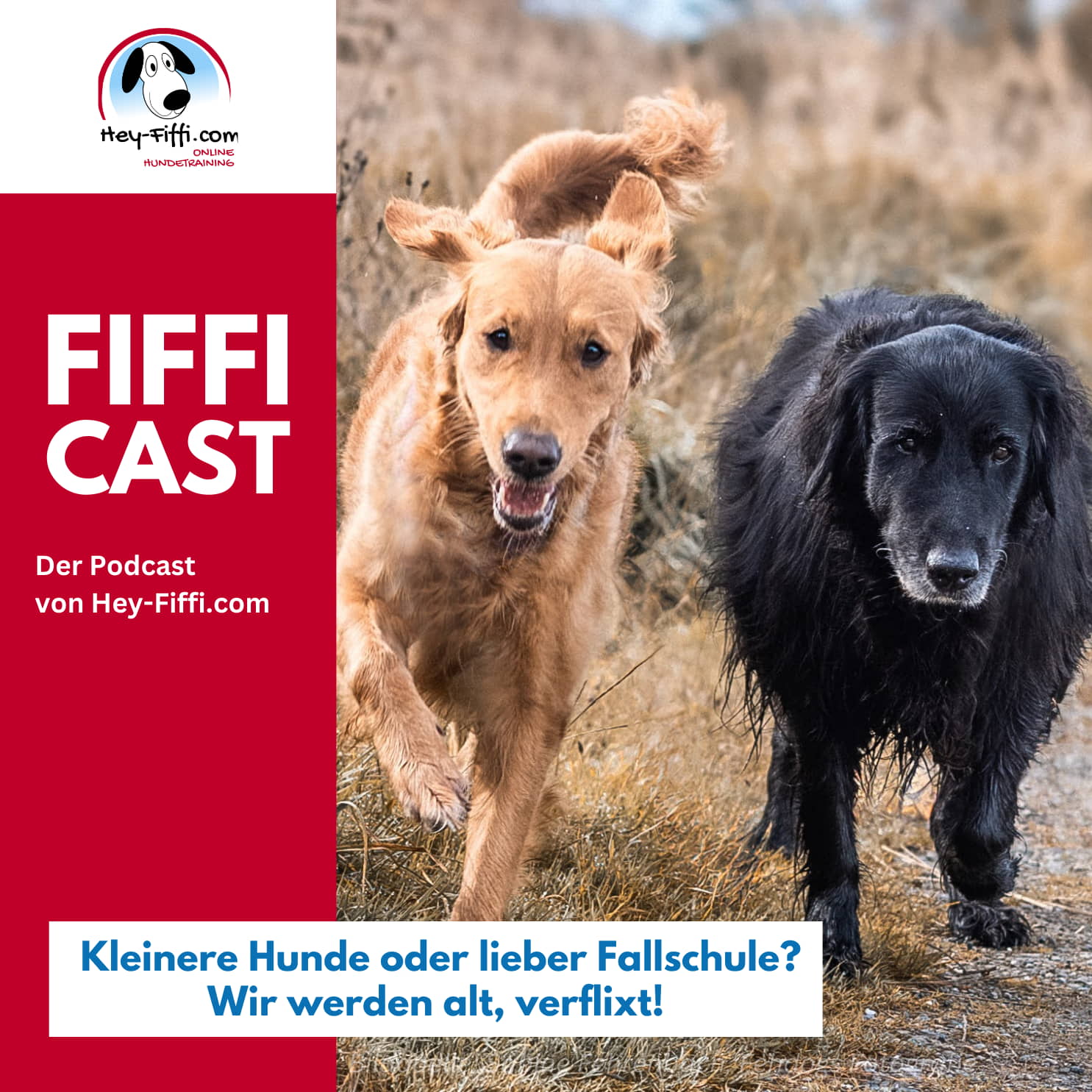 Kleinere Hunde oder lieber Fallschule? Wir werden alt, verflixt! episode artwork