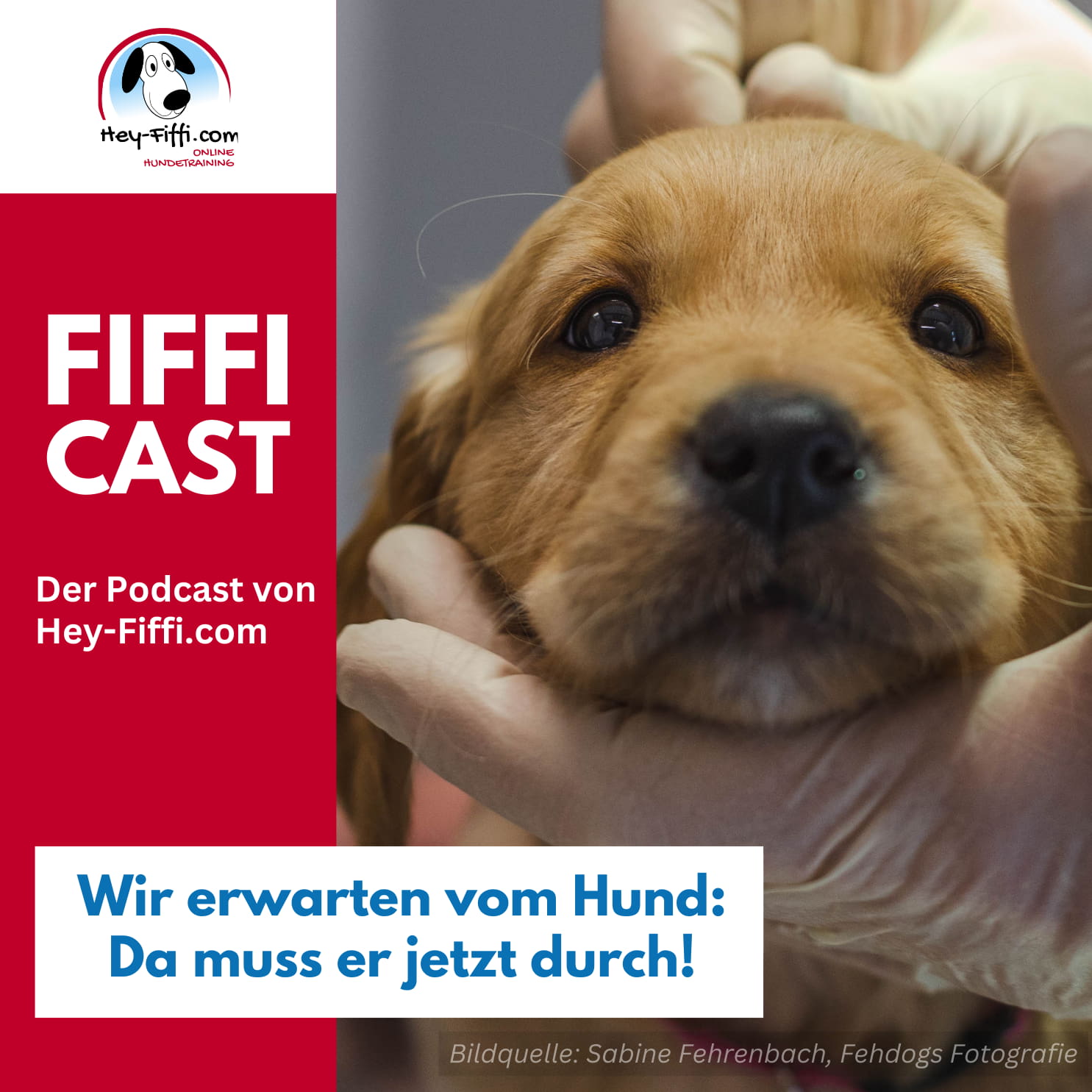 Wir erwarten vom Hund: Da muss er jetzt durch! episode artwork