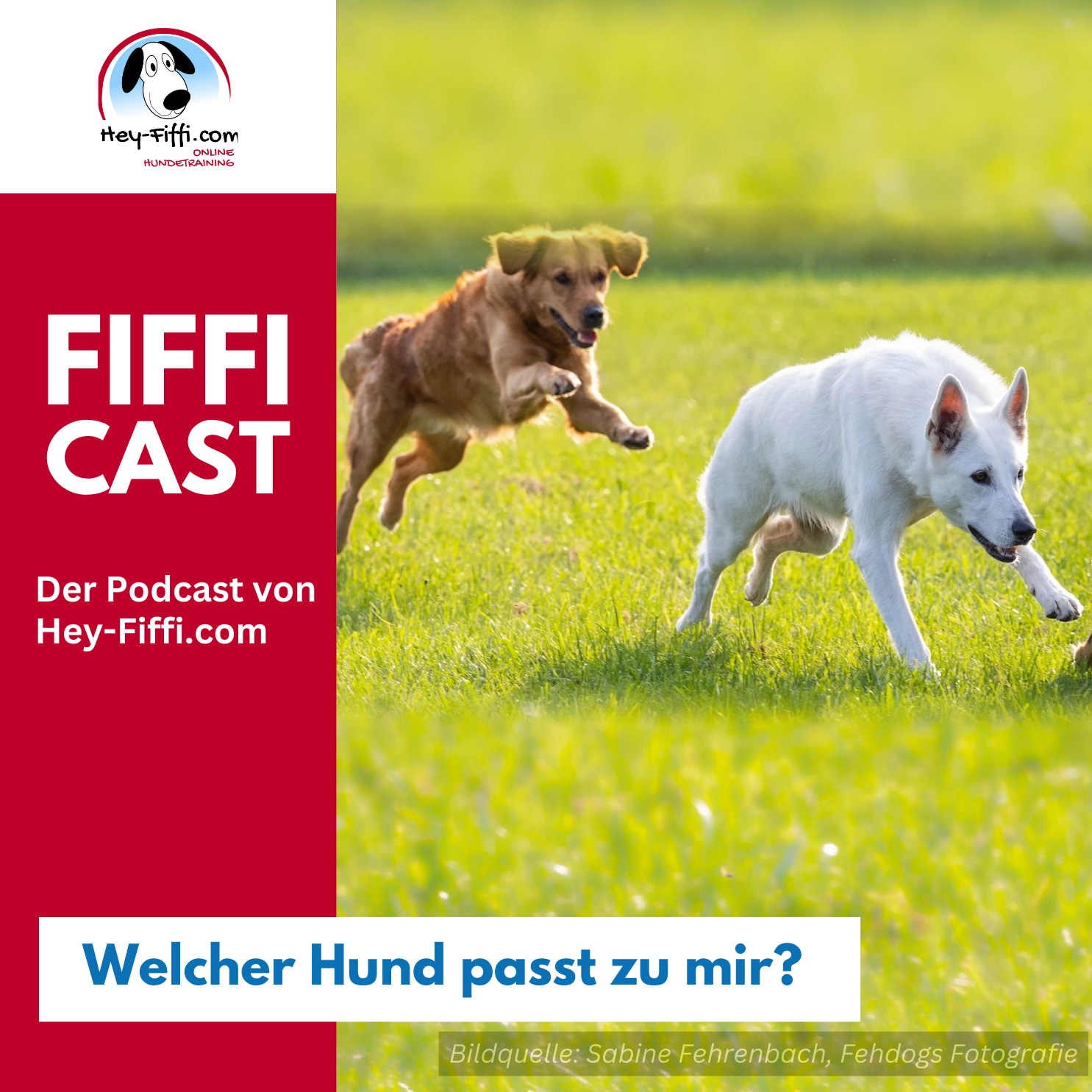 Welcher Hund passt zu mir? episode artwork