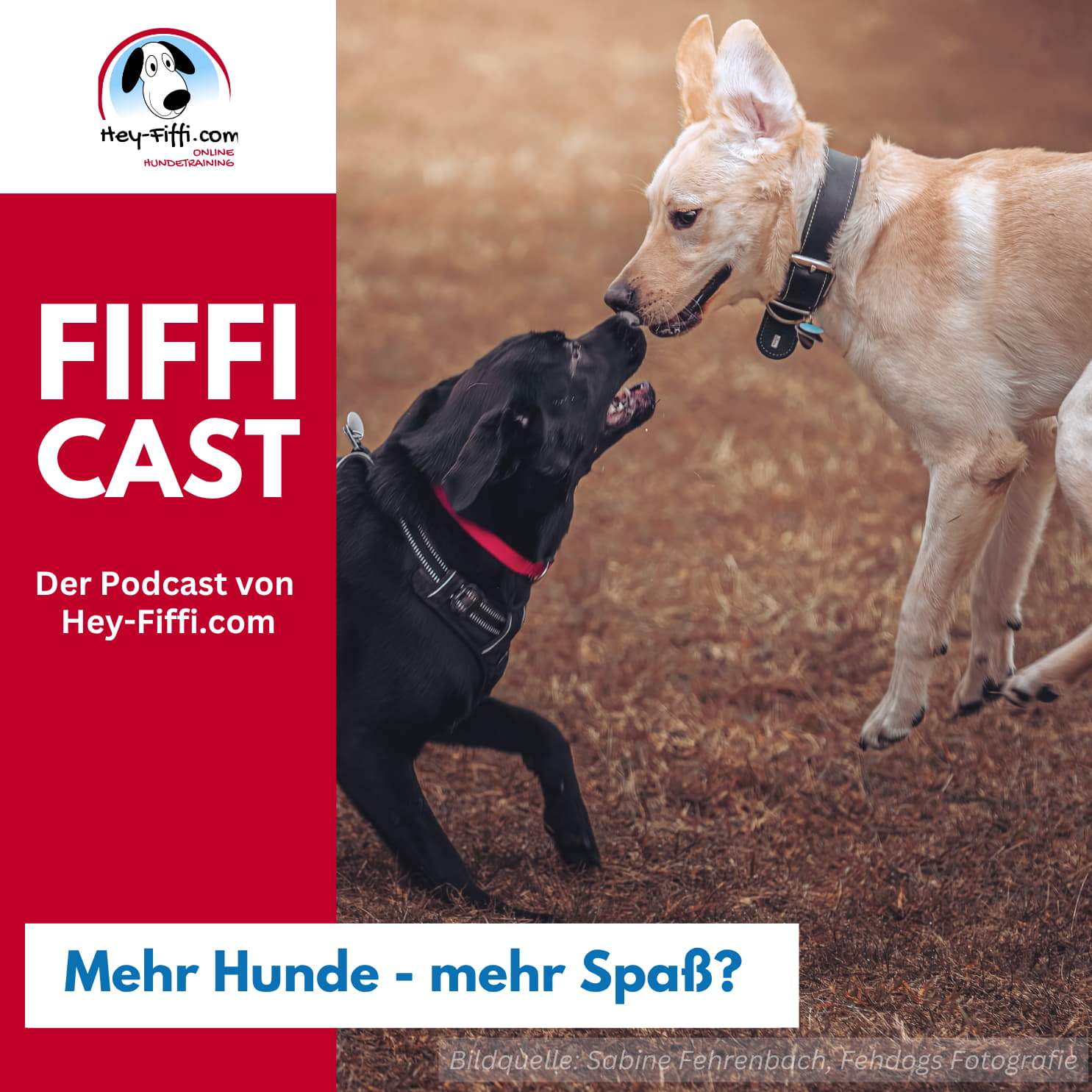 Mehr Hunde – mehr Spaß? episode artwork
