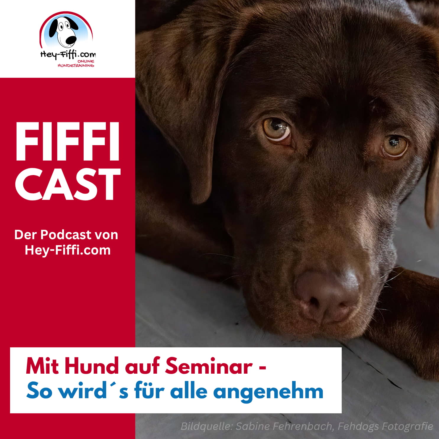 Mit Hund auf Seminar – So wird´s für alle angenehm episode artwork