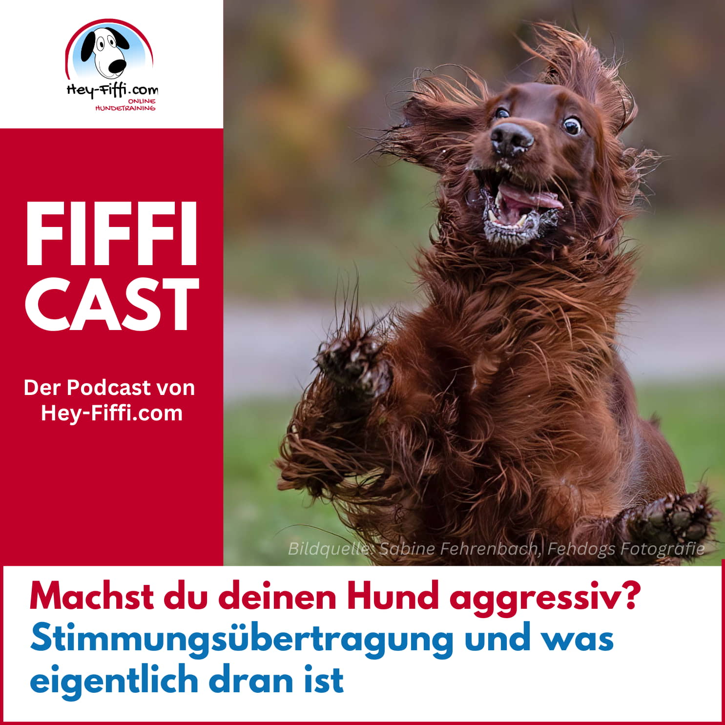 Machst du deinen Hund aggressiv? Stimmungsübertragung und was eigentlich dran ist episode artwork