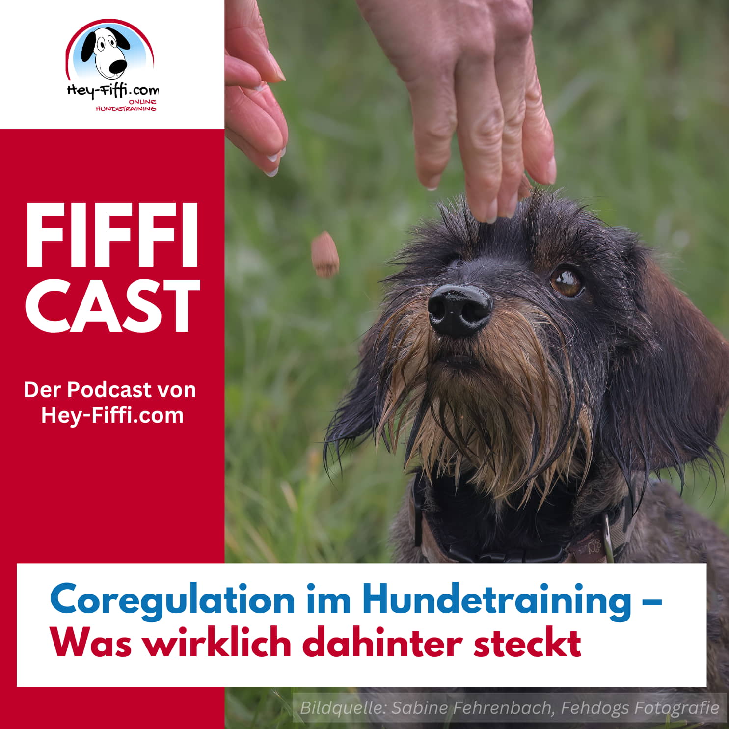 Coregulation im Hundetraining – Was wirklich dahinter steckt episode artwork