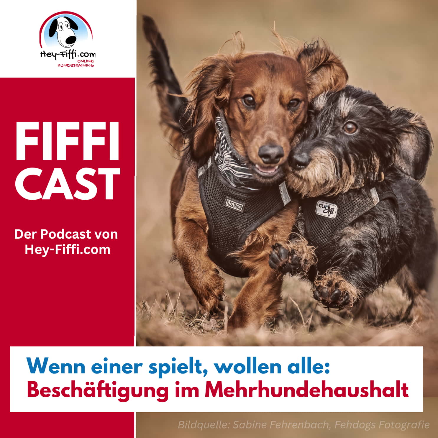 Wenn einer spielt, wollen alle: Beschäftigung im Mehrhundehaushalt episode artwork