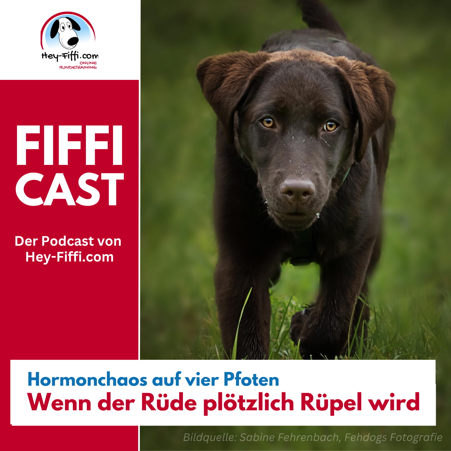 Hormonchaos auf vier Pfoten - Wenn der Rüde plötzlich Rüpel wird episode artwork