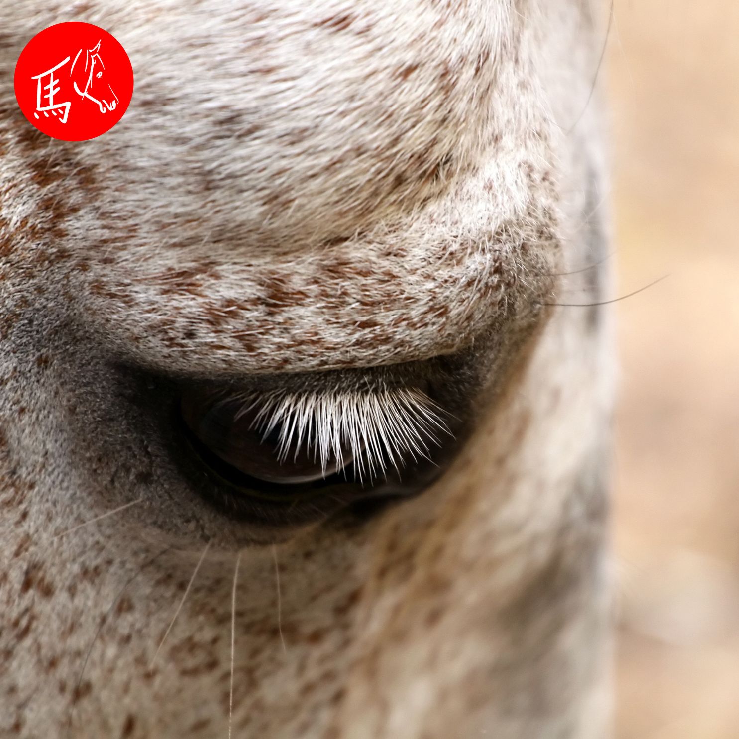 Können Tiere depressiv werden?