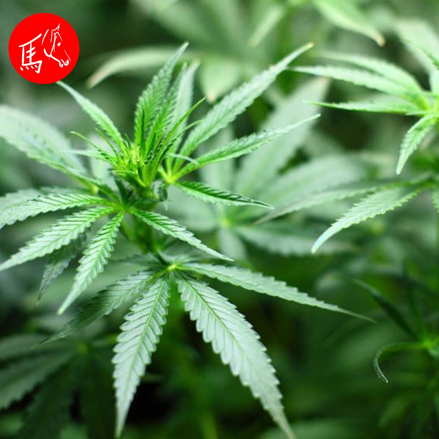 Cannabis, Hanf, CBD - Was steckt dahinter? episode artwork