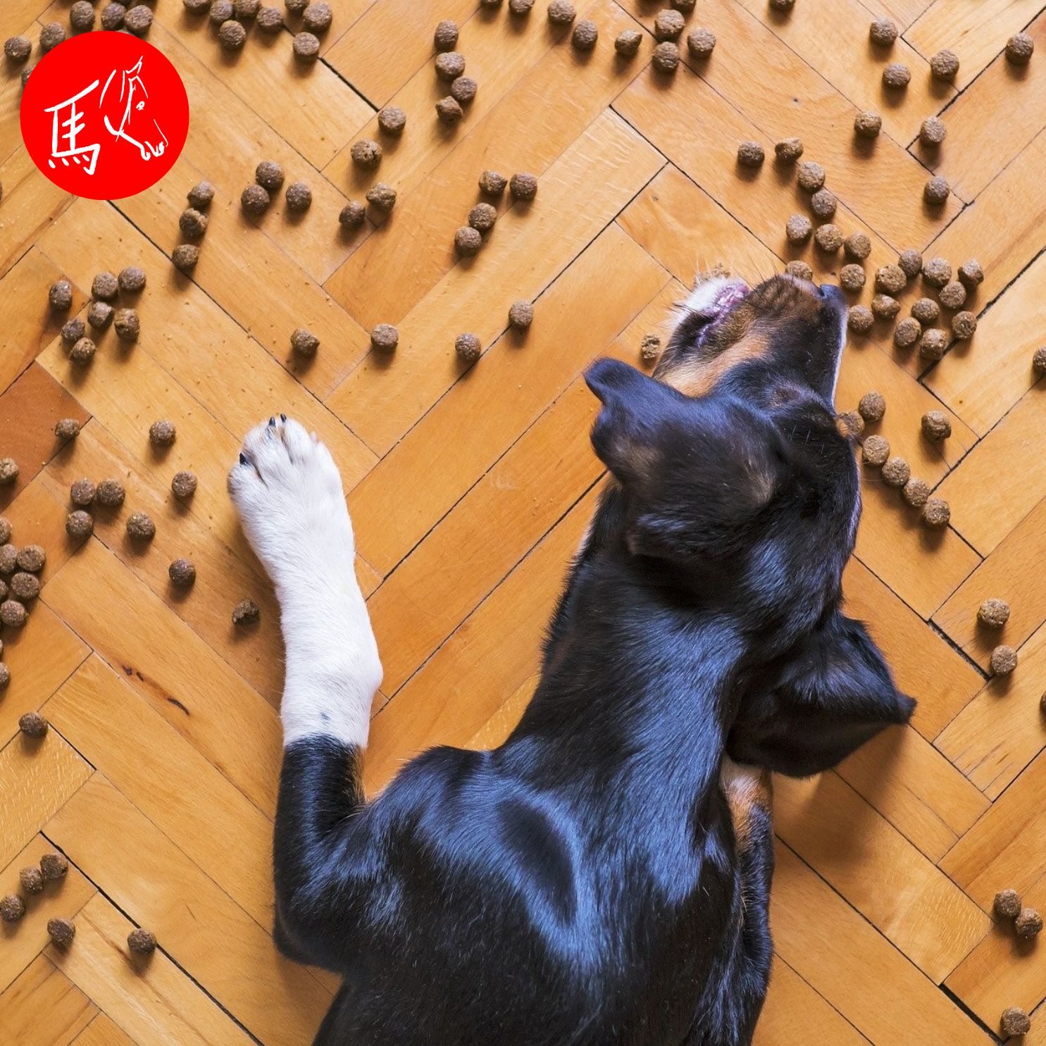 Gesundes Hundefutter - Realität und Wunsch episode artwork