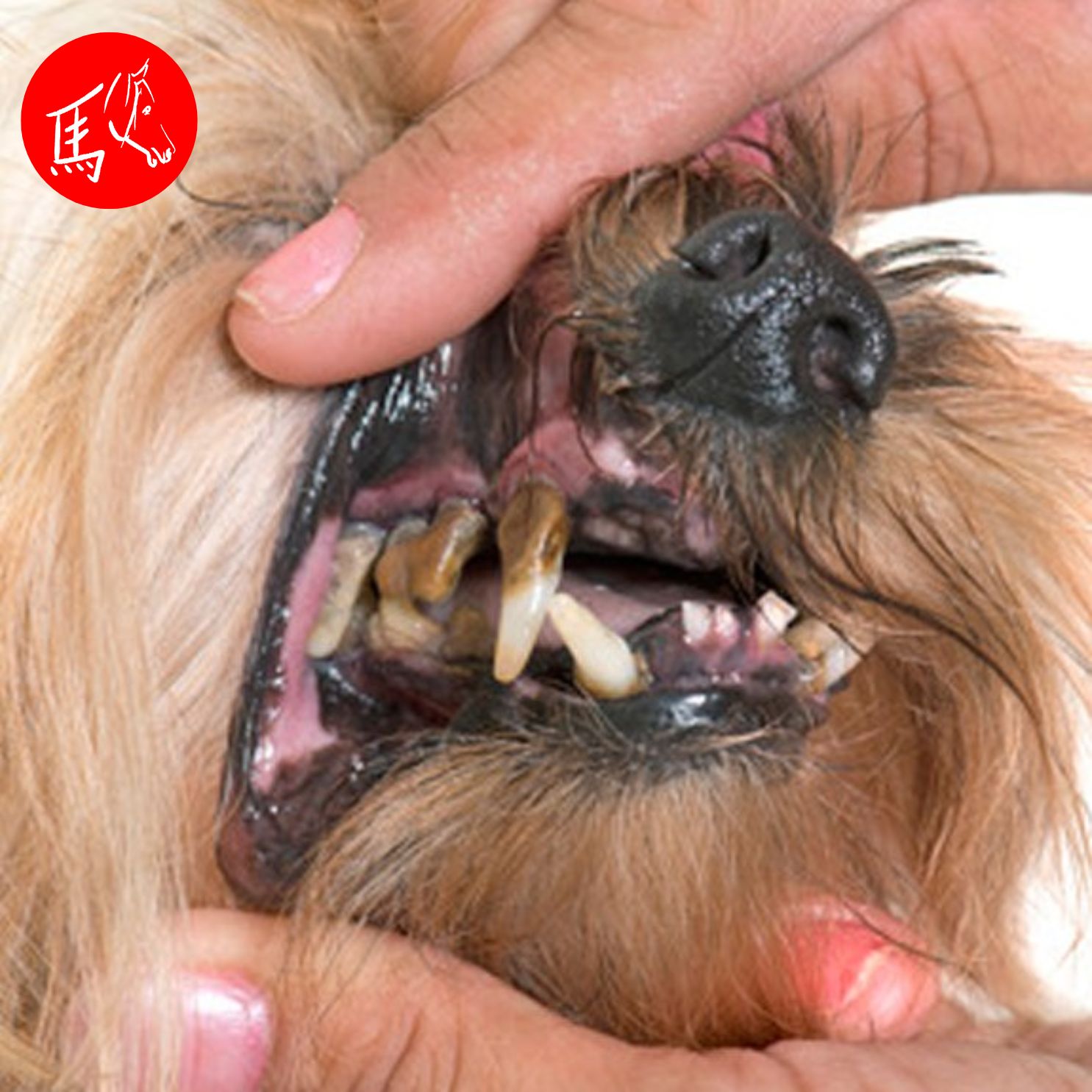 Zahngesundheit und -pflege beim Hund episode artwork